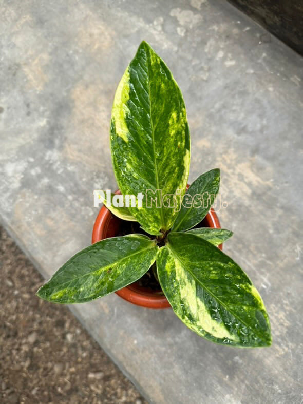 Anthurium Jemanii Variegated  , wholesale plants, live Anthurium Jemanii Variegated  plants, live Anthurium Jemanii Variegated, rare Anthurium Jemanii Variegated, rare plants, tropical plants, houseplants, indoor plants, outdoor plants, Anthurium Jemanii Variegated  live plants, hybrid plants, Anthurium Jemanii Variegated hybrid plants