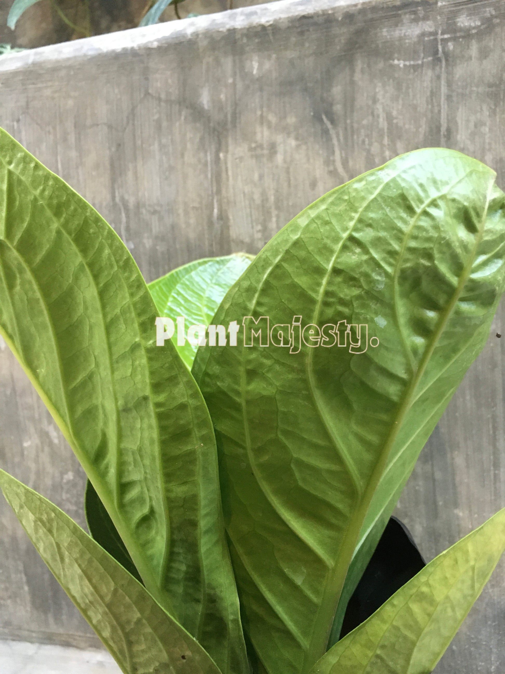 Anthurium Jemanii, wholesale plants, live anthurium Jemanii plants, live anthurium Jemanii, rare anthurium Jemanii, rare plants, tropical plants, houseplants, indoor plants, outdoor plants, anthurium Jemanii live plants, hybrid plants, anthurium Jemanii plants