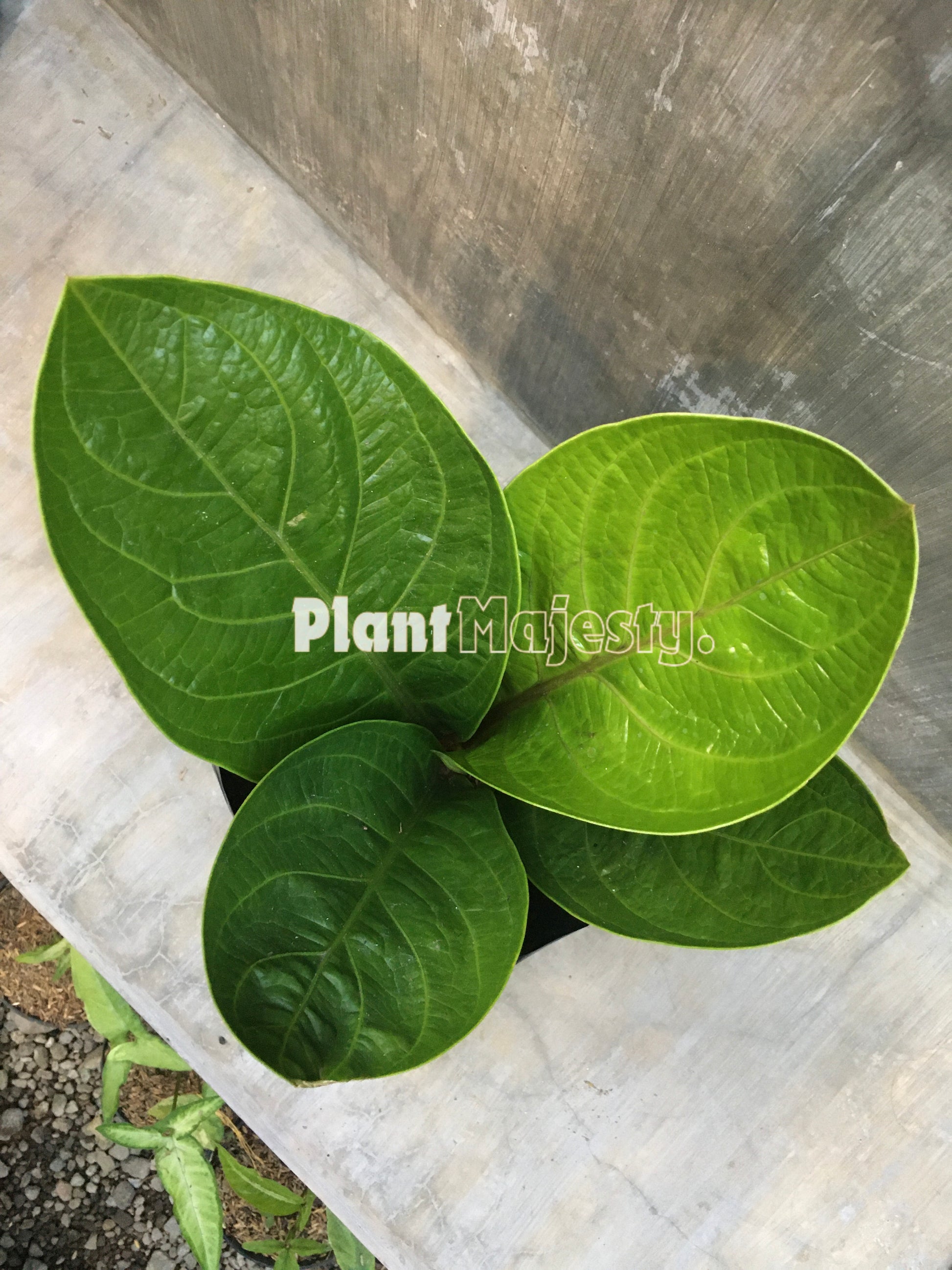 Anthurium Jemanii, wholesale plants, live anthurium Jemanii plants, live anthurium Jemanii, rare anthurium Jemanii, rare plants, tropical plants, houseplants, indoor plants, outdoor plants, anthurium Jemanii live plants, hybrid plants, anthurium Jemanii plants