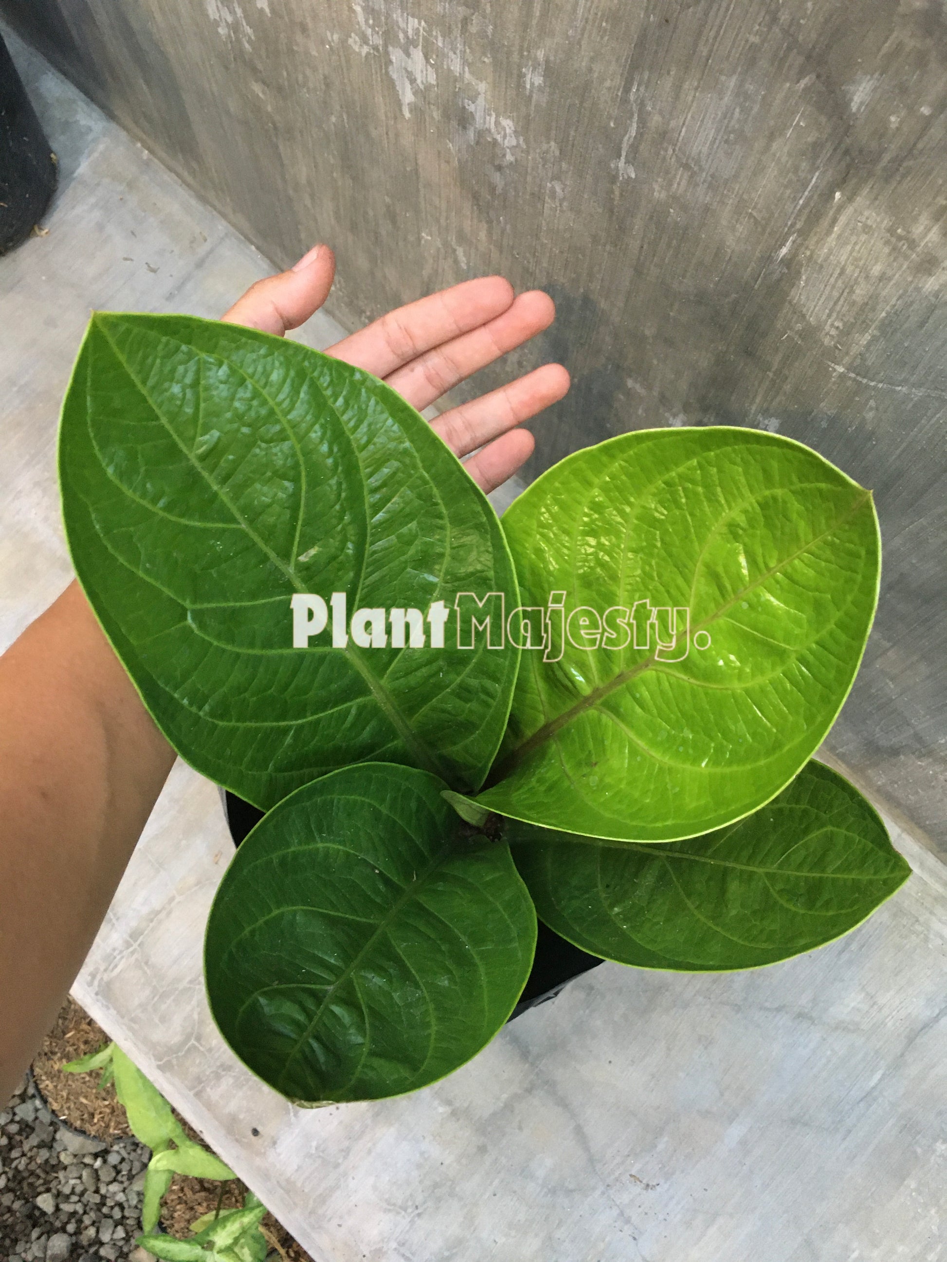 Anthurium Jemanii, wholesale plants, live anthurium Jemanii plants, live anthurium Jemanii, rare anthurium Jemanii, rare plants, tropical plants, houseplants, indoor plants, outdoor plants, anthurium Jemanii live plants, hybrid plants, anthurium Jemanii plants