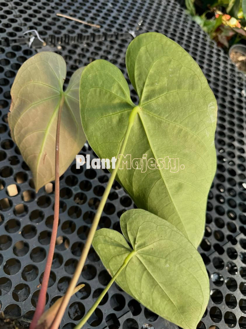 Anthurium Magnificum Hybrid, wholesale plants, live anthurium Magnificum Hybrid plants, live anthurium Magnificum Hybrid, rare anthurium Magnificum Hybrid, rare plants, tropical plants, houseplants, indoor plants, outdoor plants, anthurium Magnificum Hybrid live plants, hybrid plants, anthurium Magnificum Hybrid plants