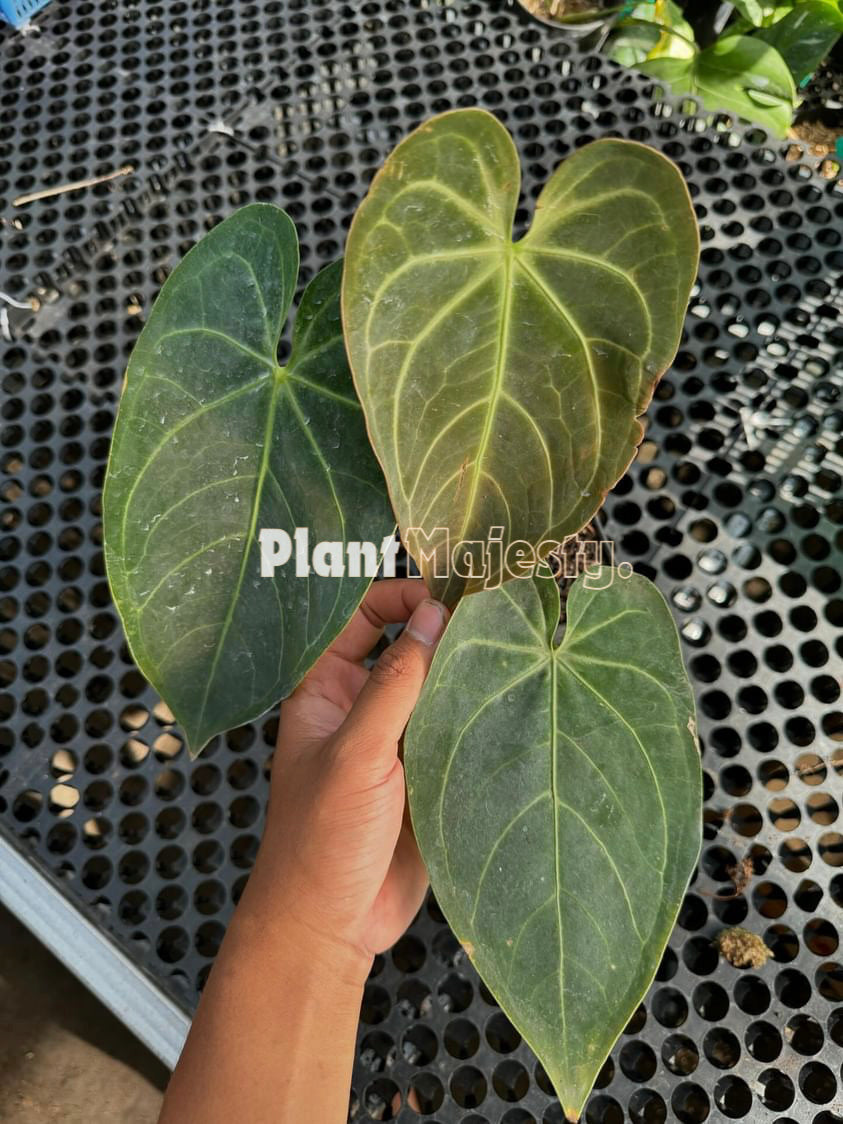 Anthurium Magnificum Hybrid, wholesale plants, live anthurium Magnificum Hybrid plants, live anthurium Magnificum Hybrid, rare anthurium Magnificum Hybrid, rare plants, tropical plants, houseplants, indoor plants, outdoor plants, anthurium Magnificum Hybrid live plants, hybrid plants, anthurium Magnificum Hybrid plants