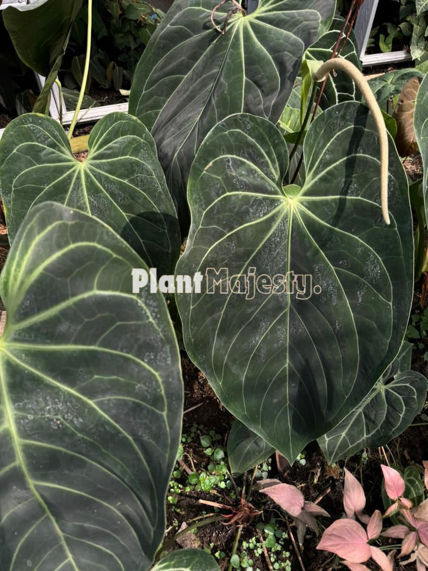 Anthurium Magnificum Norte, wholesale plants, live anthurium Magnificum Norte plants, live anthurium Magnificum Norte, rare anthurium Magnificum Norte, rare plants, tropical plants, houseplants, indoor plants, outdoor plants, anthurium Magnificum Norte live plants, hybrid plants, anthurium Magnificum Norte plants