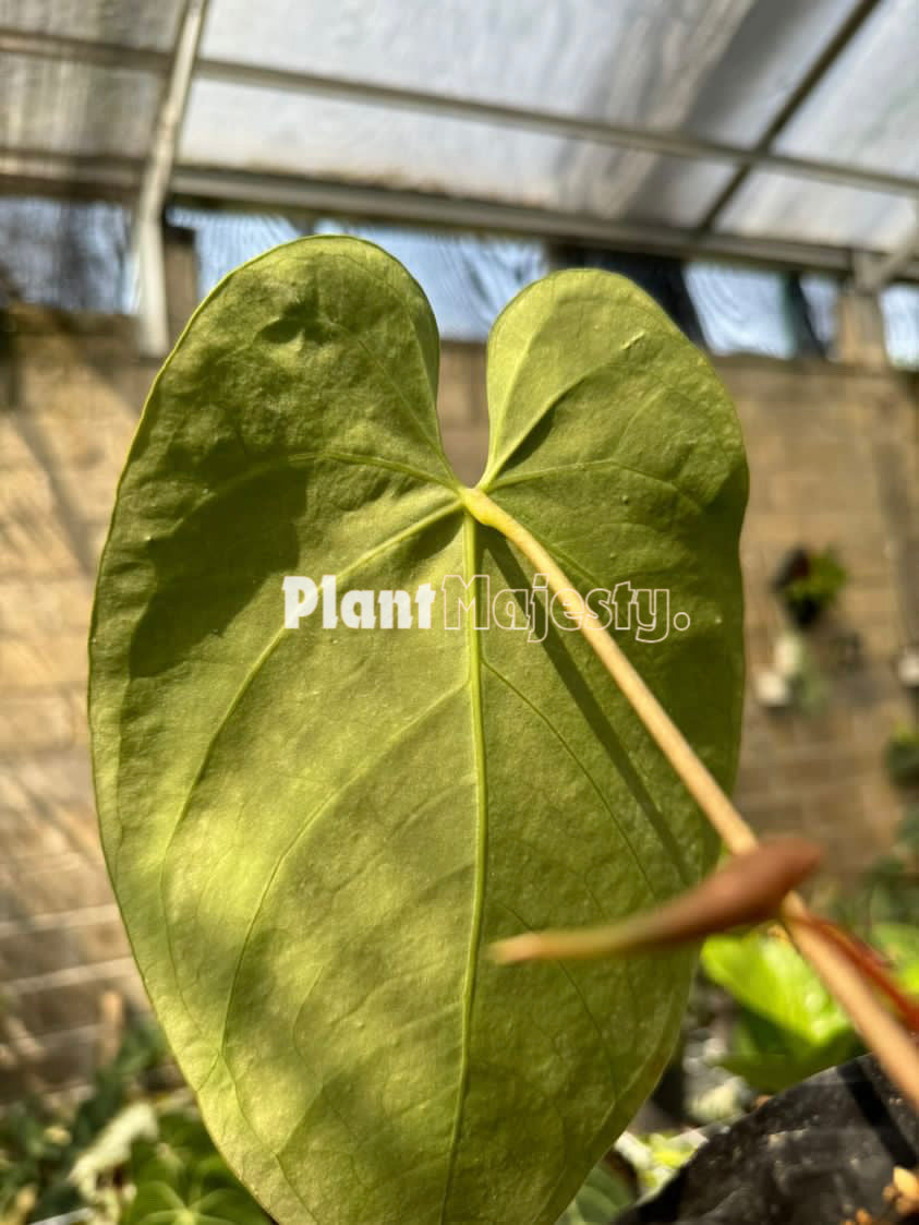 Anthurium Magnificum Norte, wholesale plants, live anthurium Magnificum Norte plants, live anthurium Magnificum Norte, rare anthurium Magnificum Norte, rare plants, tropical plants, houseplants, indoor plants, outdoor plants, anthurium Magnificum Norte live plants, hybrid plants, anthurium Magnificum Norte plants