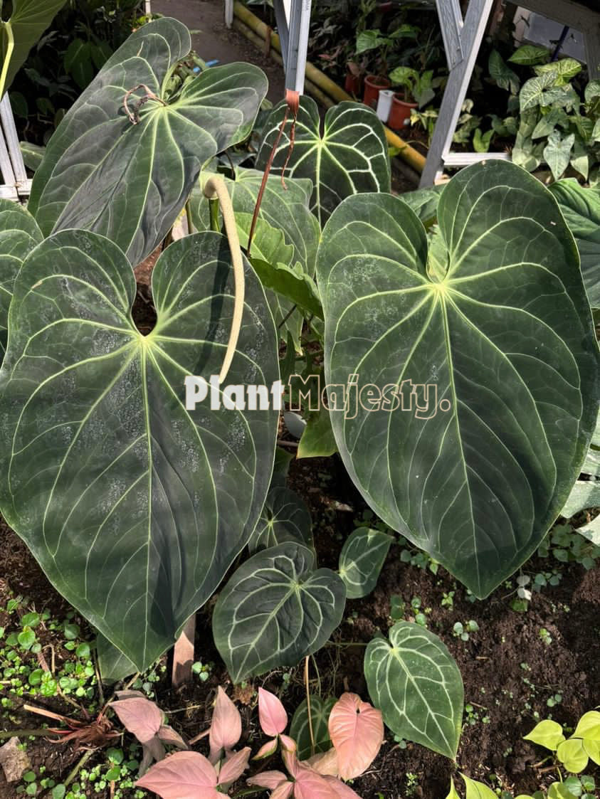 Anthurium Magnificum Norte, wholesale plants, live anthurium Magnificum Norte plants, live anthurium Magnificum Norte, rare anthurium Magnificum Norte, rare plants, tropical plants, houseplants, indoor plants, outdoor plants, anthurium Magnificum Norte live plants, hybrid plants, anthurium Magnificum Norte plants