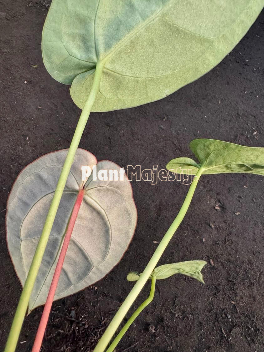 Anthurium Magnificum Verde, wholesale plants, live anthurium Magnificum Verde plants, live anthurium Magnificum Verde, rare anthurium Magnificum Verde, rare plants, tropical plants, houseplants, indoor plants, outdoor plants, anthurium Magnificum Verde live plants, hybrid plants, anthurium Magnificum Verde plants