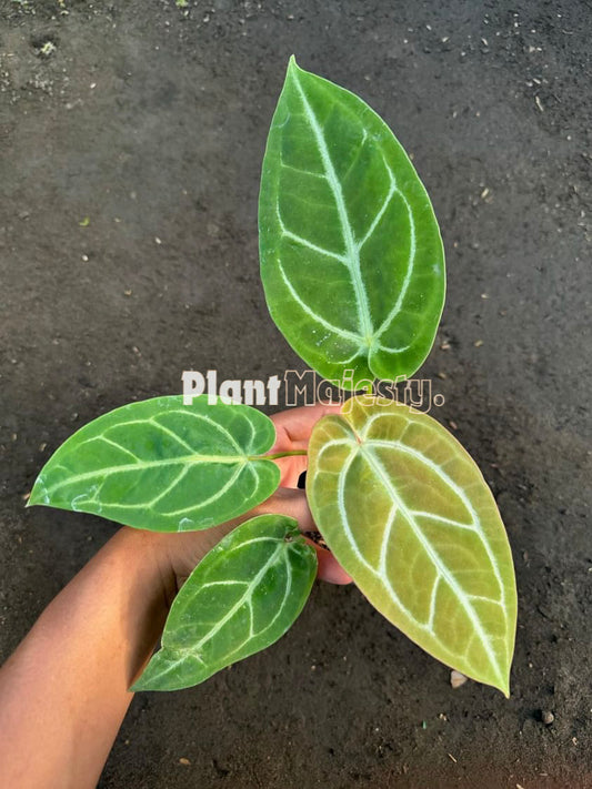 Anthurium Magnificum Verde, wholesale plants, live anthurium Magnificum Verde plants, live anthurium Magnificum Verde, rare anthurium Magnificum Verde, rare plants, tropical plants, houseplants, indoor plants, outdoor plants, anthurium Magnificum Verde live plants, hybrid plants, anthurium Magnificum Verde plants