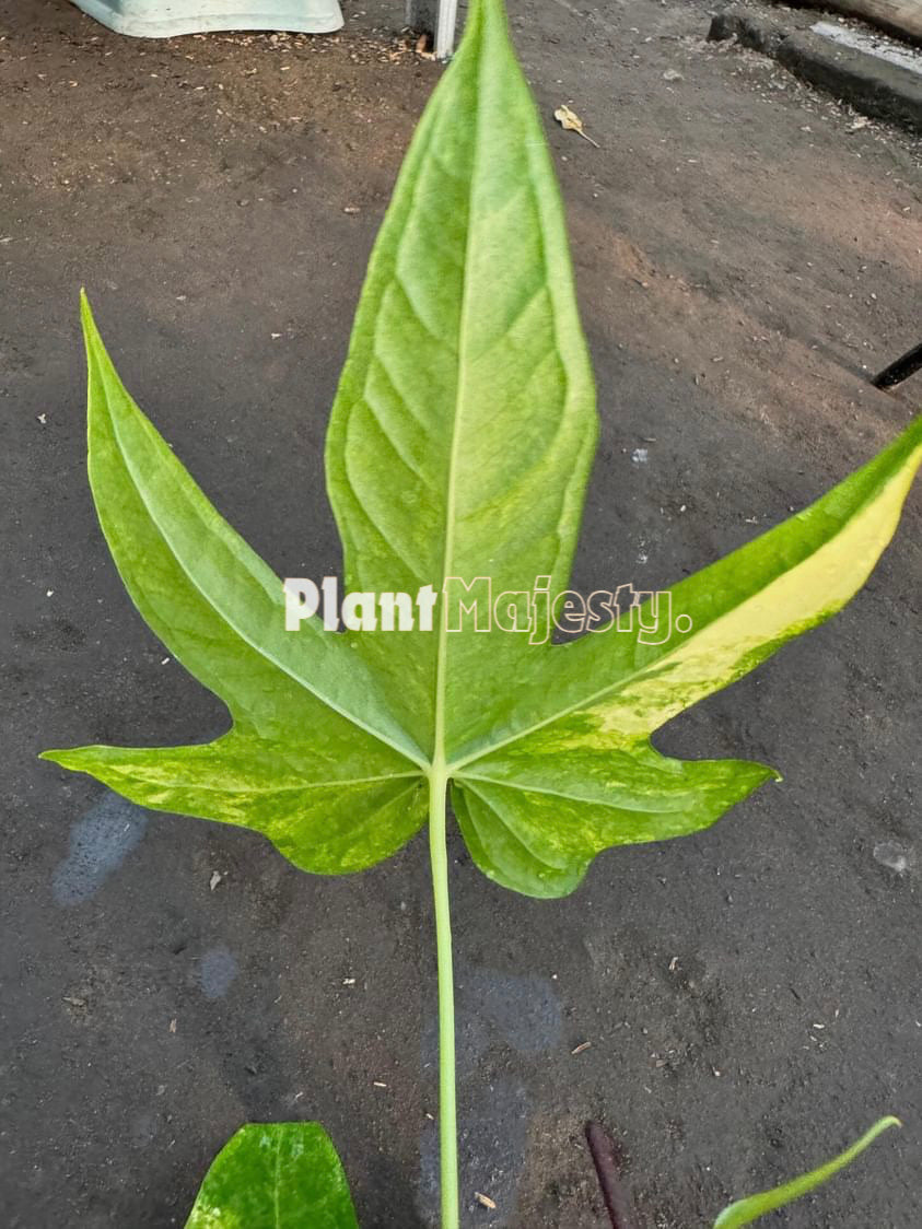 Anthurium Pedatoradiatum Variegated, wholesale plants, live anthurium Pedatoradiatum Variegated plants, live anthurium Pedatoradiatum Variegated, rare anthurium Pedatoradiatum Variegated, rare plants, tropical plants, houseplants, indoor plants, outdoor plants, anthurium Pedatoradiatum Variegated live plants, hybrid plants, anthurium Pedatoradiatum Variegated plants