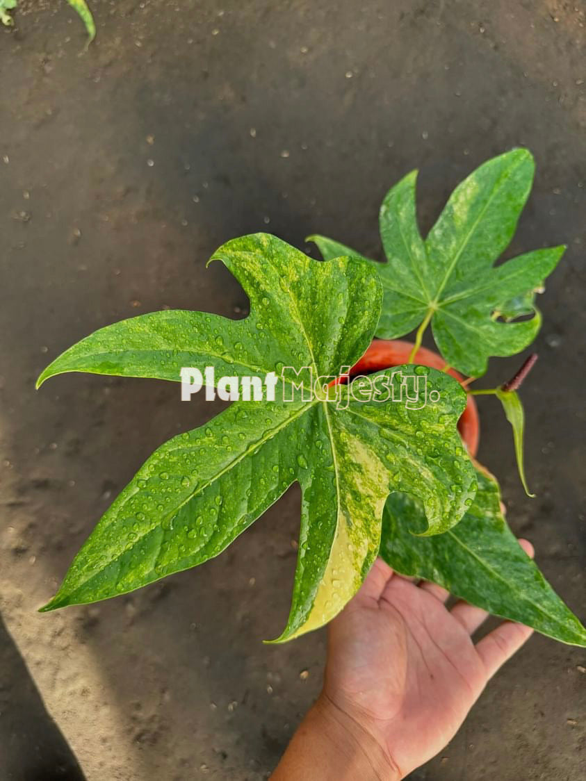 Anthurium Pedatoradiatum Variegated, wholesale plants, live anthurium Pedatoradiatum Variegated plants, live anthurium Pedatoradiatum Variegated, rare anthurium Pedatoradiatum Variegated, rare plants, tropical plants, houseplants, indoor plants, outdoor plants, anthurium Pedatoradiatum Variegated live plants, hybrid plants, anthurium Pedatoradiatum Variegated plants