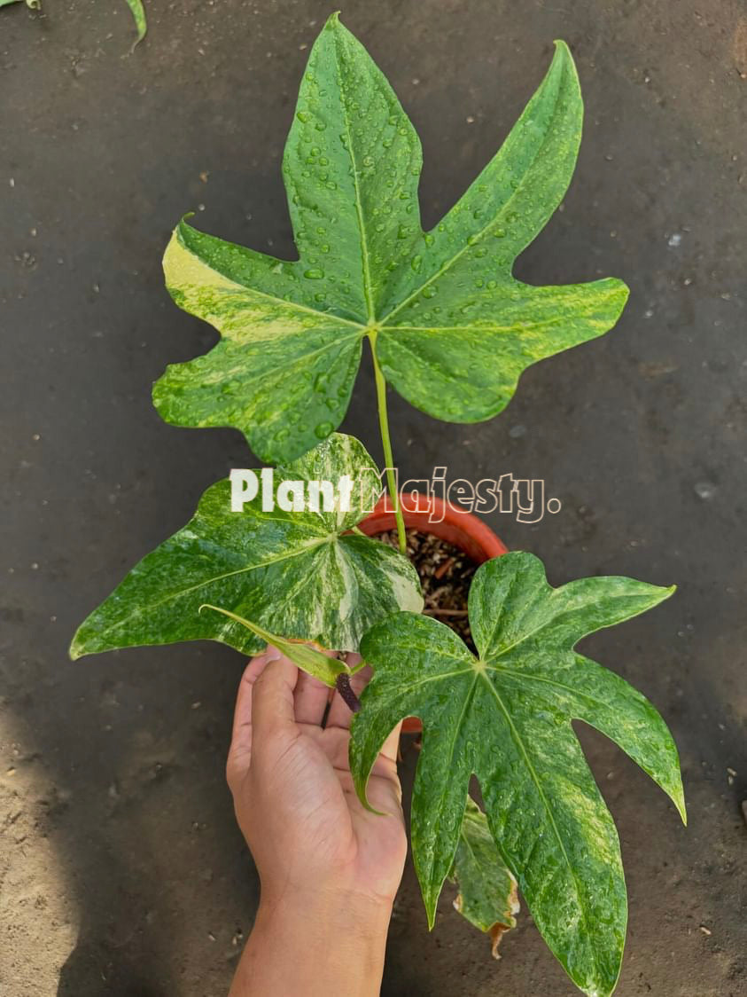 Anthurium Pedatoradiatum Variegated, wholesale plants, live anthurium Pedatoradiatum Variegated plants, live anthurium Pedatoradiatum Variegated, rare anthurium Pedatoradiatum Variegated, rare plants, tropical plants, houseplants, indoor plants, outdoor plants, anthurium Pedatoradiatum Variegated live plants, hybrid plants, anthurium Pedatoradiatum Variegated plants