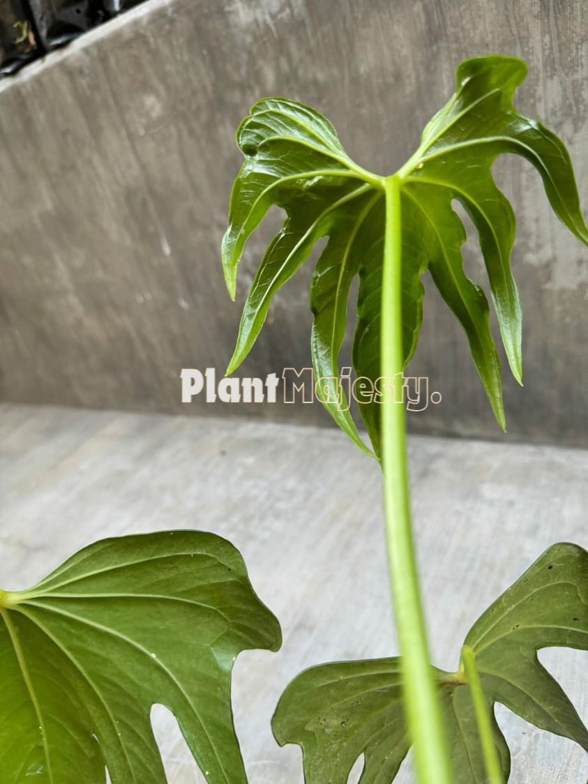 Anthurium Pedatoradiatum, wholesale plants, live anthurium Pedatoradiatum plants, live anthurium Pedatoradiatum, rare anthurium Pedatoradiatum, rare plants, tropical plants, houseplants, indoor plants, outdoor plants, anthurium Pedatoradiatum live plants, hybrid plants, anthurium Pedatoradiatum plants