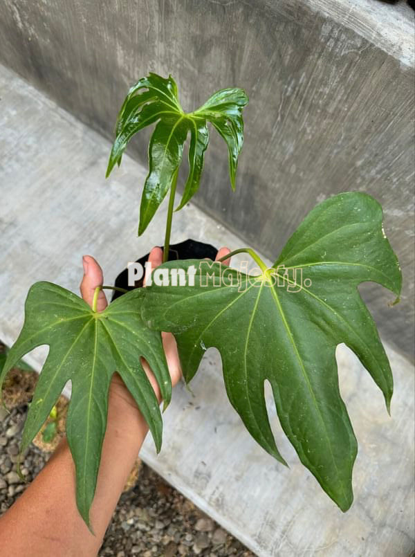 Anthurium Pedatoradiatum, wholesale plants, live anthurium Pedatoradiatum plants, live anthurium Pedatoradiatum, rare anthurium Pedatoradiatum, rare plants, tropical plants, houseplants, indoor plants, outdoor plants, anthurium Pedatoradiatum live plants, hybrid plants, anthurium Pedatoradiatum plants