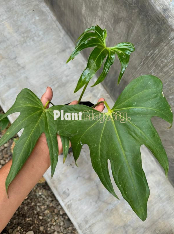 Anthurium Pedatoradiatum, wholesale plants, live anthurium Pedatoradiatum plants, live anthurium Pedatoradiatum, rare anthurium Pedatoradiatum, rare plants, tropical plants, houseplants, indoor plants, outdoor plants, anthurium Pedatoradiatum live plants, hybrid plants, anthurium Pedatoradiatum plants