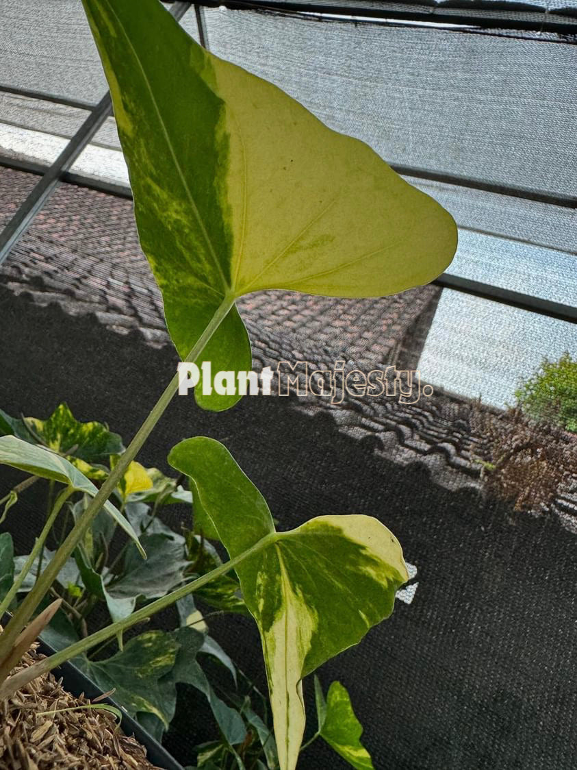 Anthurium  Pterodactyl Variegated, wholesale plants, live anthurium Pterodactyl Variegated  plants, live anthurium Pterodactyl Variegated, rare anthurium Pterodactyl Variegated, rare plants, tropical plants, houseplants, indoor plants, outdoor plants, anthurium Pterodactyl Variegated live plants, hybrid plants, anthurium Pterodactyl Variegated plants