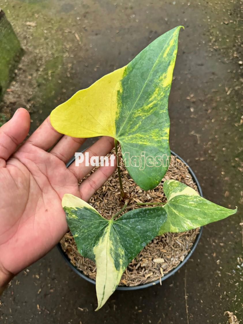 Anthurium  Pterodactyl Variegated, wholesale plants, live anthurium Pterodactyl Variegated  plants, live anthurium Pterodactyl Variegated, rare anthurium Pterodactyl Variegated, rare plants, tropical plants, houseplants, indoor plants, outdoor plants, anthurium Pterodactyl Variegated live plants, hybrid plants, anthurium Pterodactyl Variegated plants