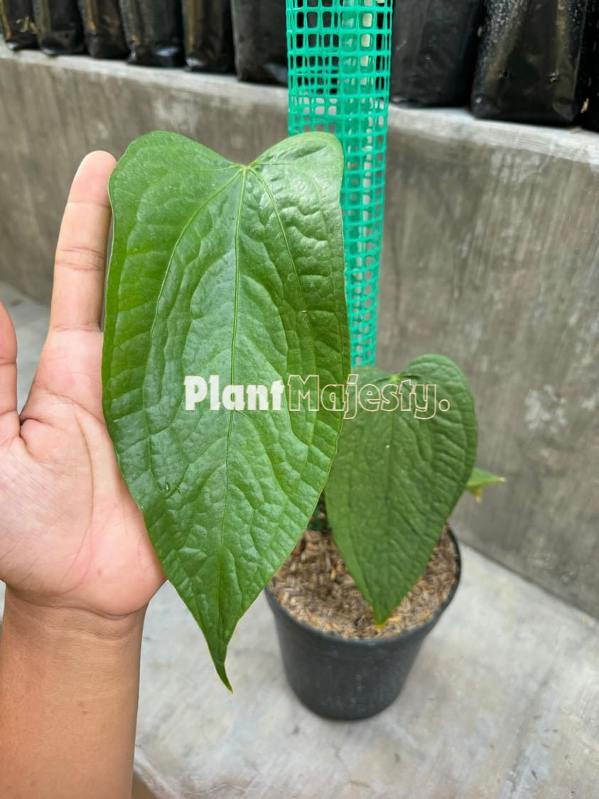 Anthurium Sp Limon, wholesale plants, live anthurium Sp Limon plants, live anthurium Sp Limon, rare anthurium Sp Limon, rare plants, tropical plants, houseplants, indoor plants, outdoor plants, anthurium Sp Limon live plants, hybrid plants, anthurium Sp Limon plants.