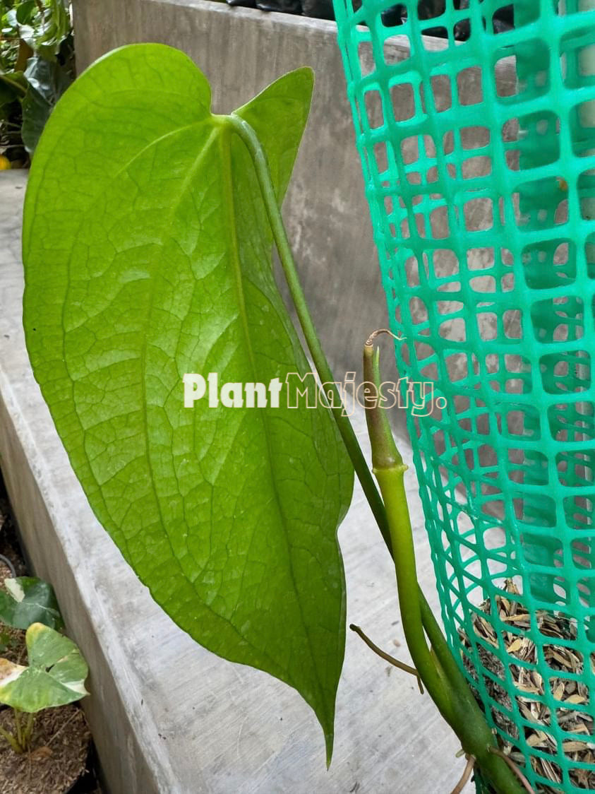 Anthurium Sp Limon, wholesale plants, live anthurium Sp Limon plants, live anthurium Sp Limon, rare anthurium Sp Limon, rare plants, tropical plants, houseplants, indoor plants, outdoor plants, anthurium Sp Limon live plants, hybrid plants, anthurium Sp Limon plants.