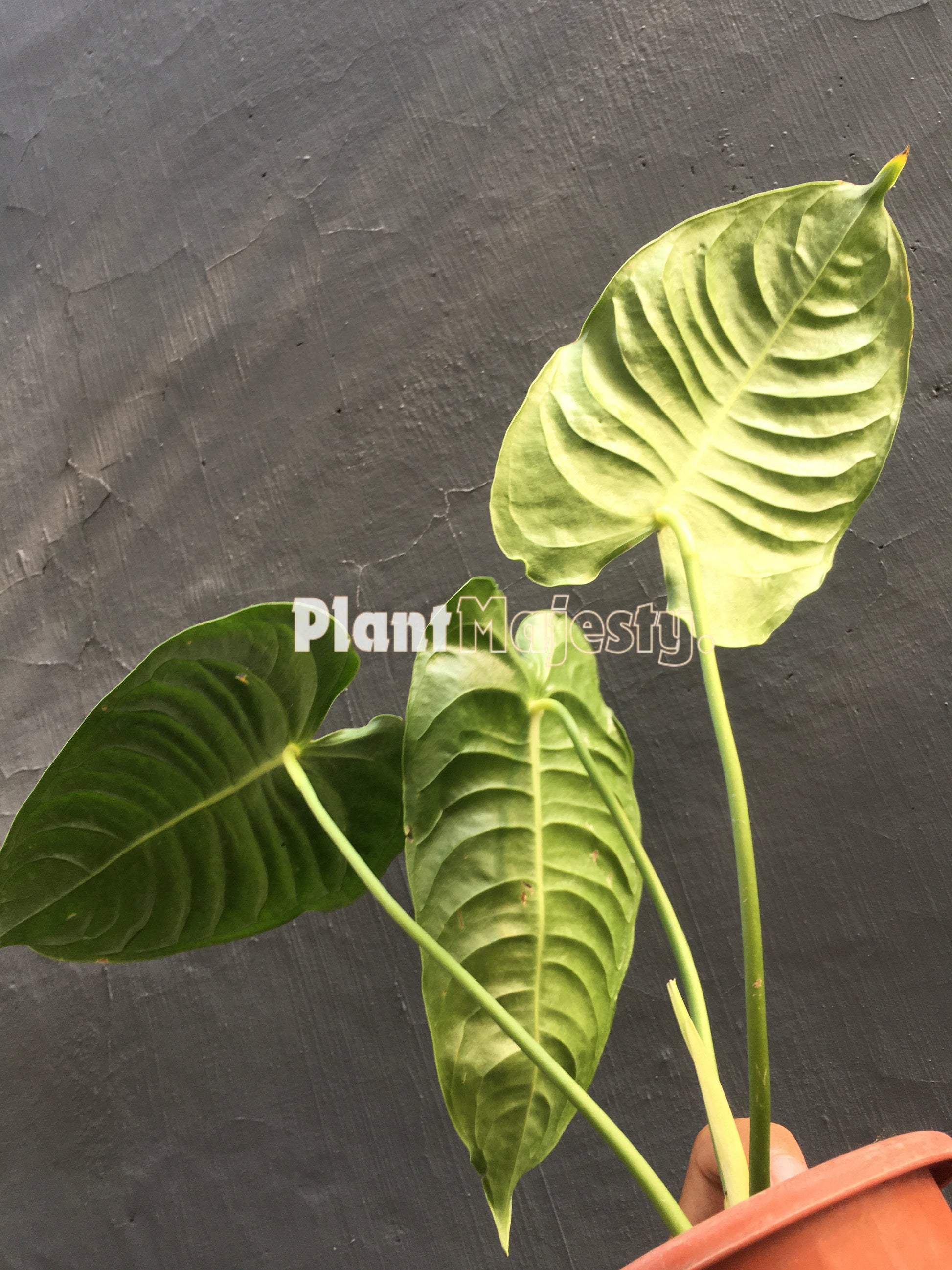 Anthurium Veitchii, wholesale plants, live anthurium Veitchii plants, live anthurium Veitchii, rare anthurium Veitchii , rare plants, tropical plants, houseplants, indoor plants, outdoor plants, anthurium Veitchii live plants, hybrid plants, anthurium Veitchii  plants