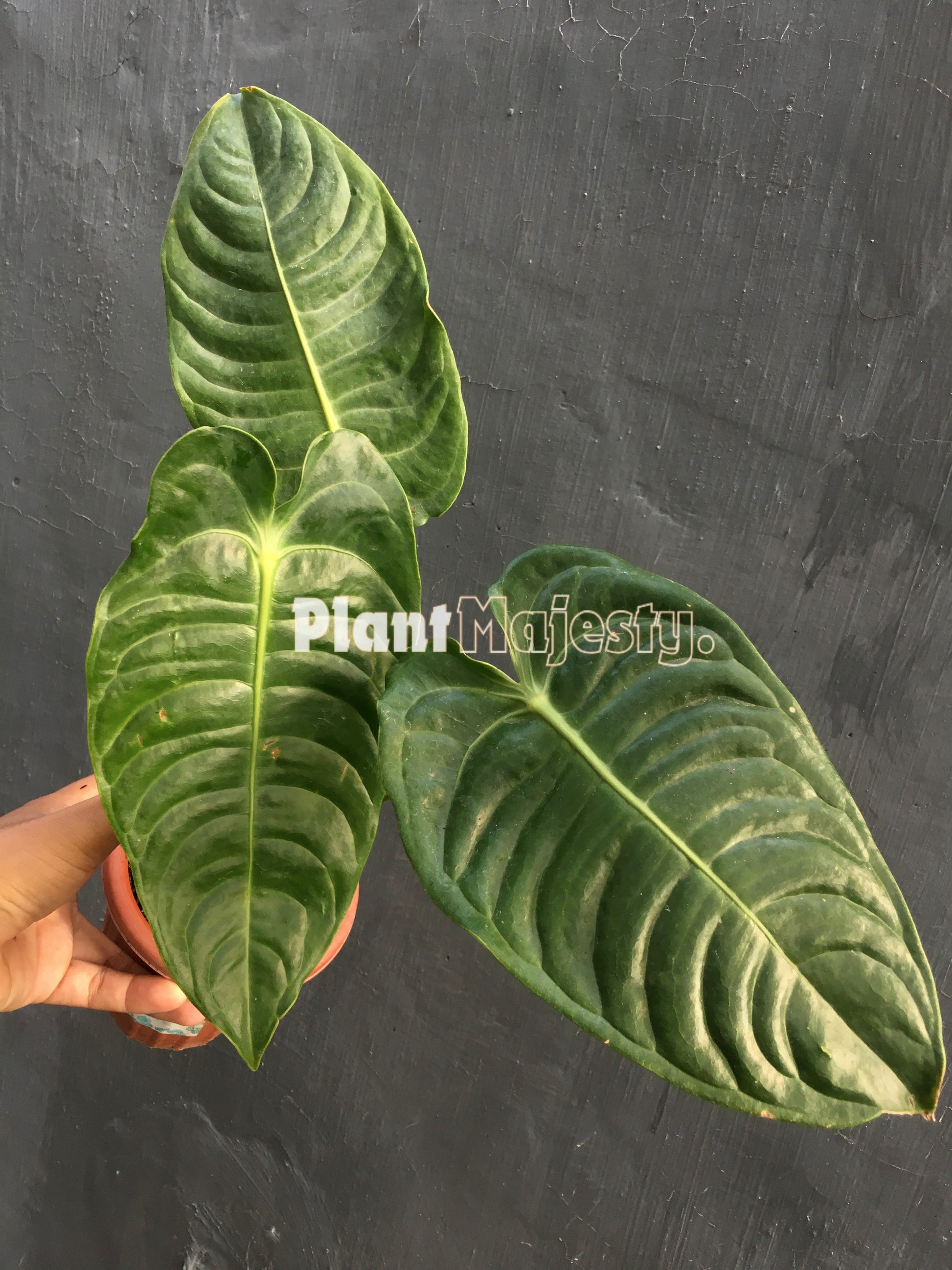 Anthurium Veitchii, wholesale plants, live anthurium Veitchii plants, live anthurium Veitchii, rare anthurium Veitchii , rare plants, tropical plants, houseplants, indoor plants, outdoor plants, anthurium Veitchii live plants, hybrid plants, anthurium Veitchii  plants