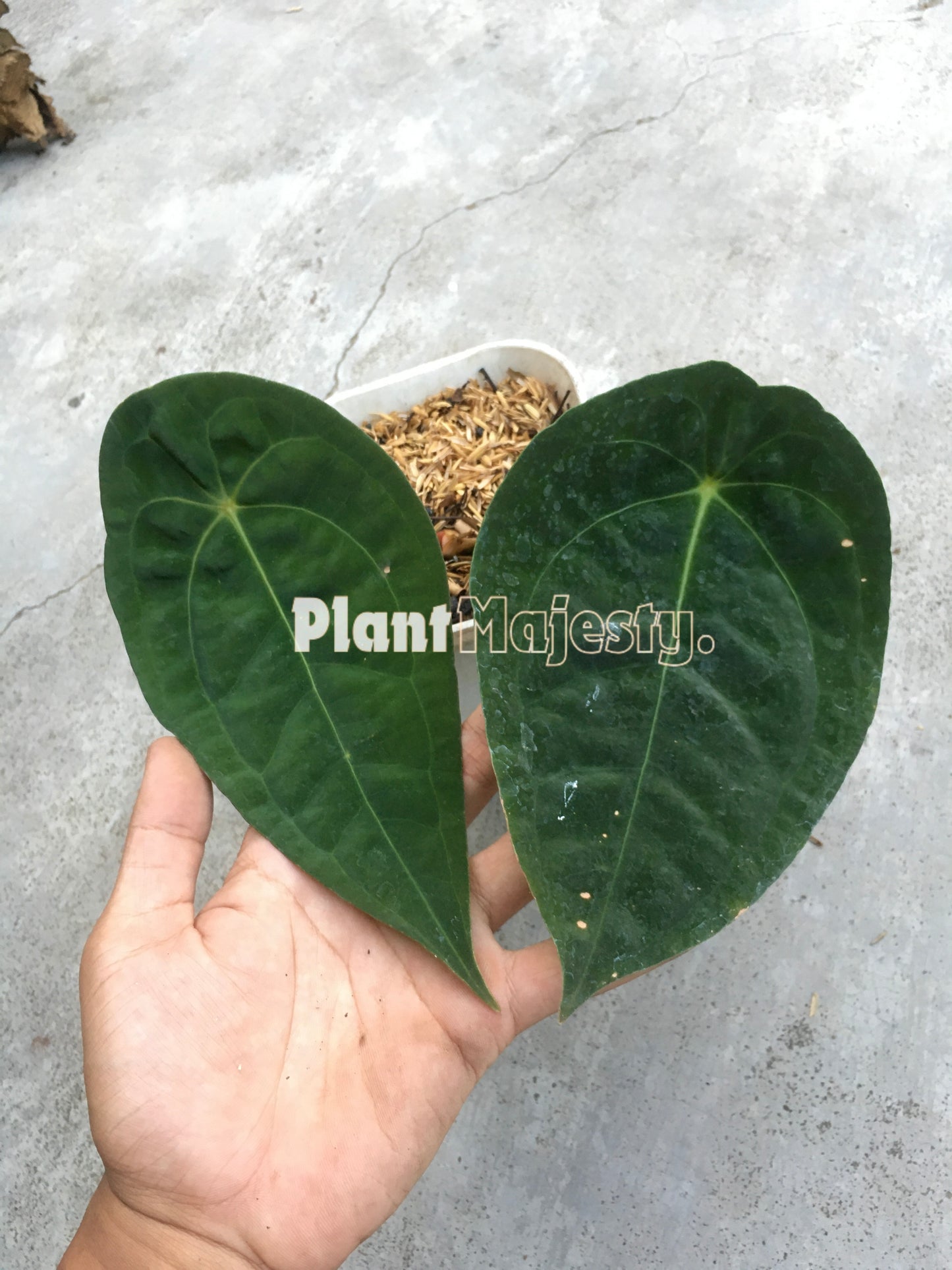 Anthurium Velvet Mask , wholesale plants, live anthurium Velvet Mask plants, live anthurium Velvet Mask, rare anthurium Velvet Mask , rare plants, tropical plants, house plants, indoor plants, outdoor plants, anthurium Velvet Mask live plants, hybrid plants, anthurium Velvet Mask plants.