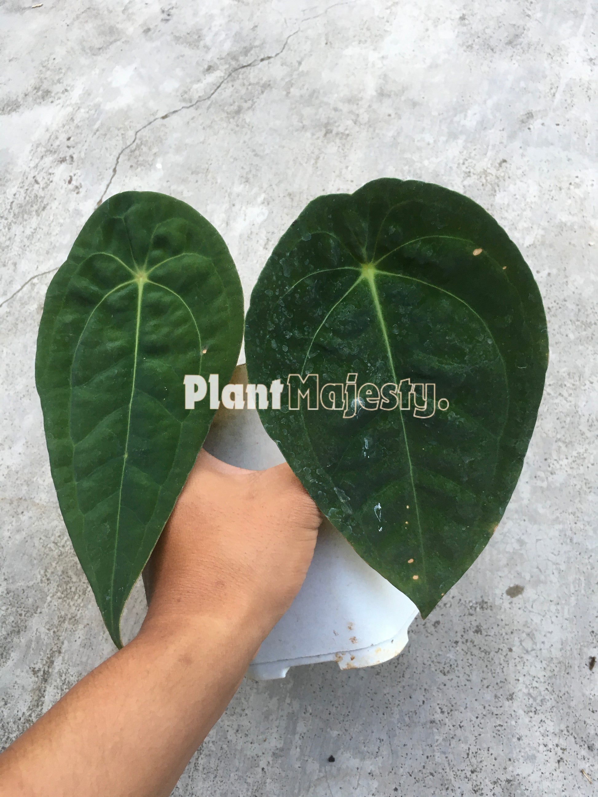 Anthurium Velvet Mask , wholesale plants, live anthurium Velvet Mask plants, live anthurium Velvet Mask, rare anthurium Velvet Mask , rare plants, tropical plants, house plants, indoor plants, outdoor plants, anthurium Velvet Mask live plants, hybrid plants, anthurium Velvet Mask plants.