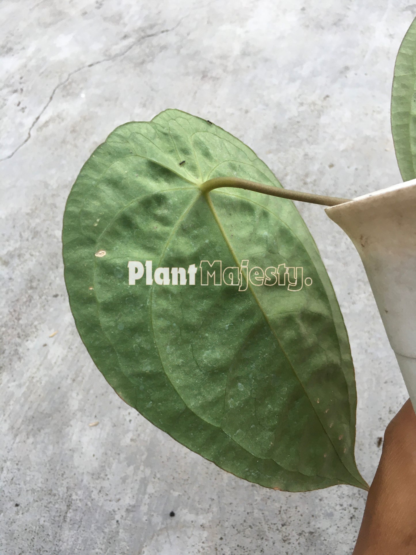 Anthurium Velvet Mask , wholesale plants, live anthurium Velvet Mask plants, live anthurium Velvet Mask, rare anthurium Velvet Mask , rare plants, tropical plants, house plants, indoor plants, outdoor plants, anthurium Velvet Mask live plants, hybrid plants, anthurium Velvet Mask plants.