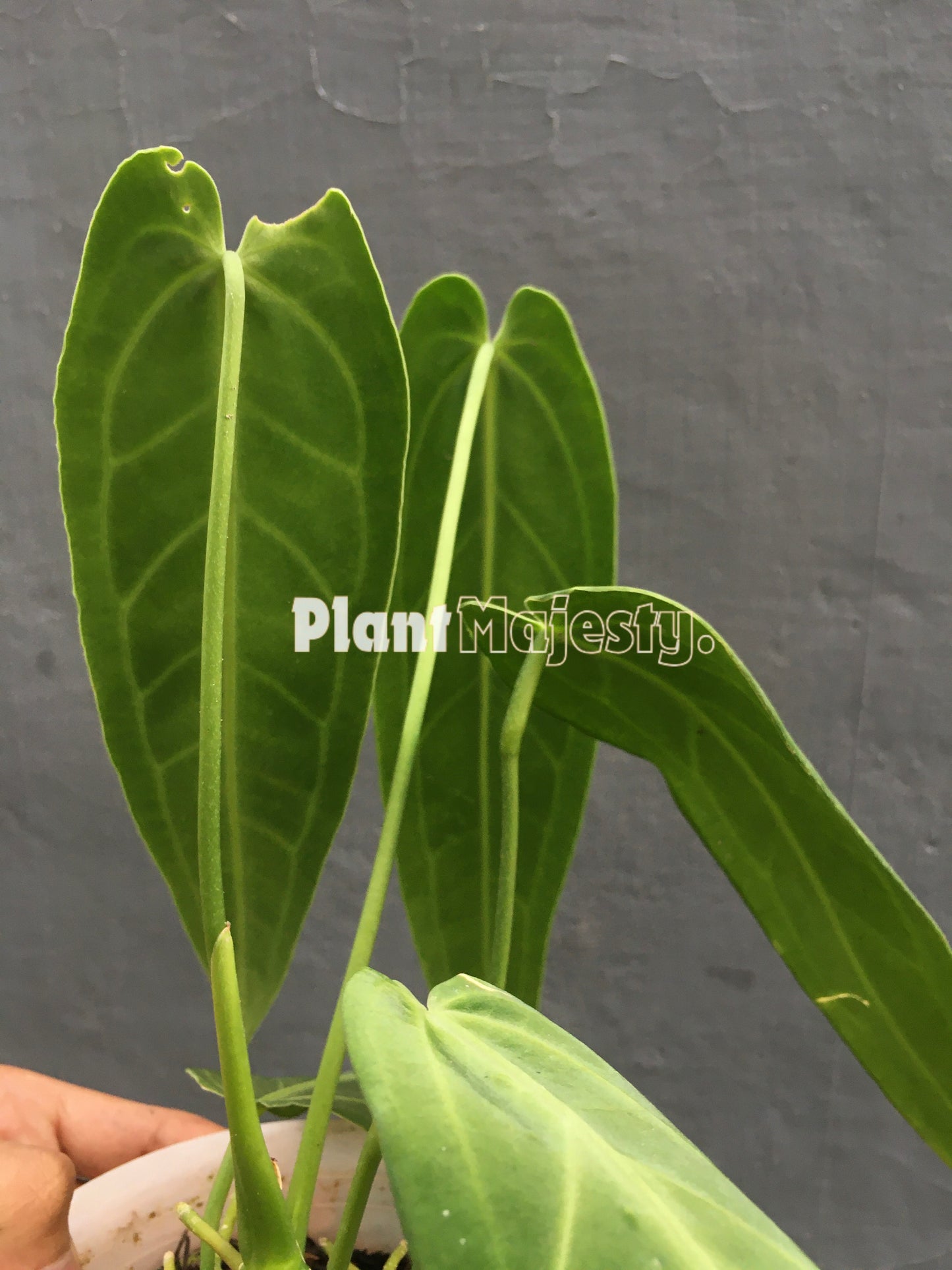 Anthurium Warocqueanum