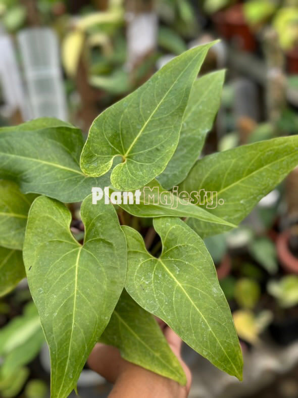 Anthurium Watermaliense