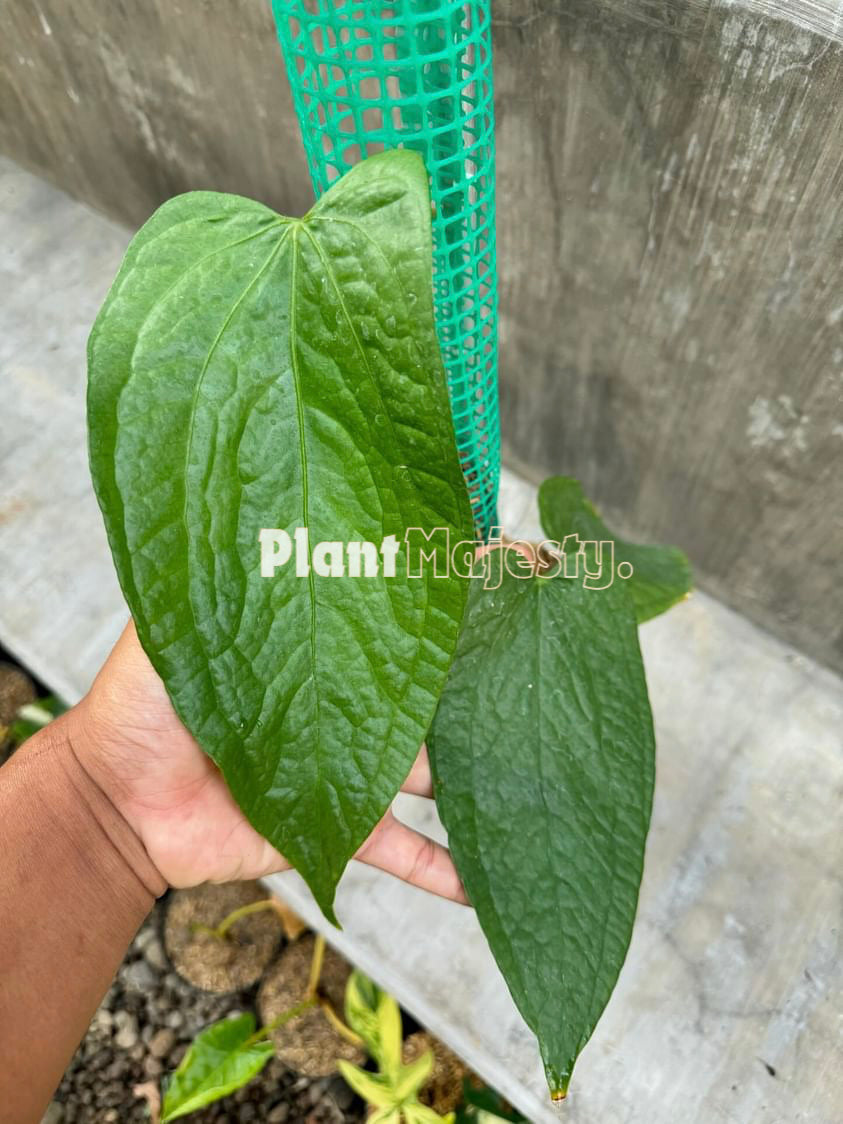 Anthurium Sp Limon, wholesale plants, live anthurium Sp Limon plants, live anthurium Sp Limon, rare anthurium Sp Limon, rare plants, tropical plants, houseplants, indoor plants, outdoor plants, anthurium Sp Limon live plants, hybrid plants, anthurium Sp Limon plants.