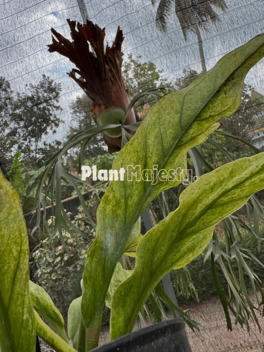 Anthurium plowmanii Mint Variegated, wholesale plants, live anthurium plowmanii Mint Variegated plants, live anthurium plowmanii Mint Variegated, rare anthurium plowmanii Mint Variegated, rare plants, tropical plants, houseplants, indoor plants, outdoor plants, anthurium plowmanii Mint Variegatedlive plants, hybrid plants, anthurium plowmanii Mint Variegated hybrid plants