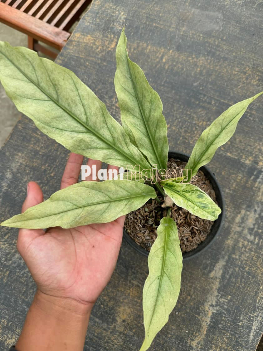 Anthurium plowmanii Mint Variegated, wholesale plants, live anthurium plowmanii Mint Variegated plants, live anthurium plowmanii Mint Variegated, rare anthurium plowmanii Mint Variegated, rare plants, tropical plants, houseplants, indoor plants, outdoor plants, anthurium plowmanii Mint Variegatedlive plants, hybrid plants, anthurium plowmanii Mint Variegated hybrid plants