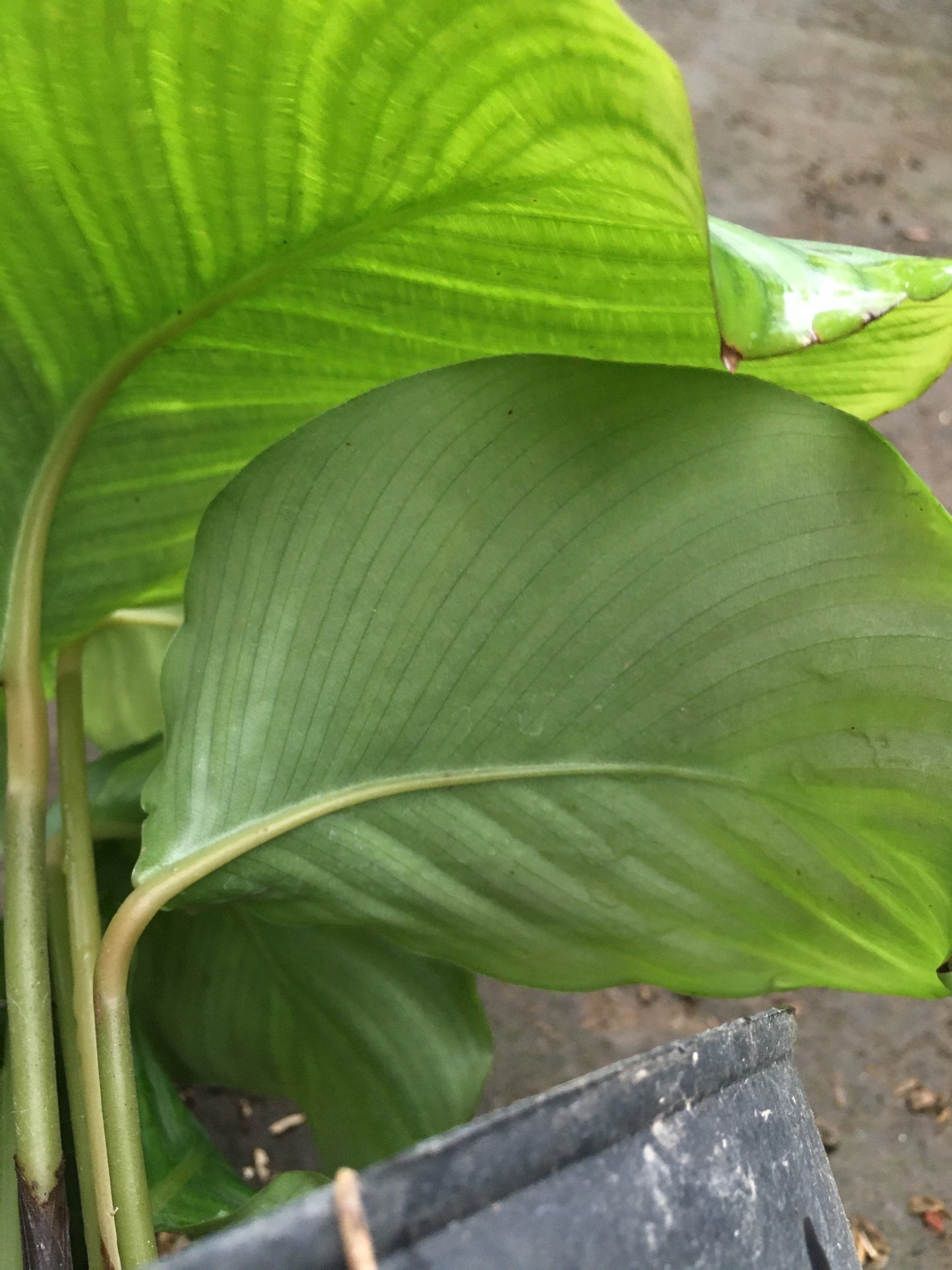 Calathea Orbifolia