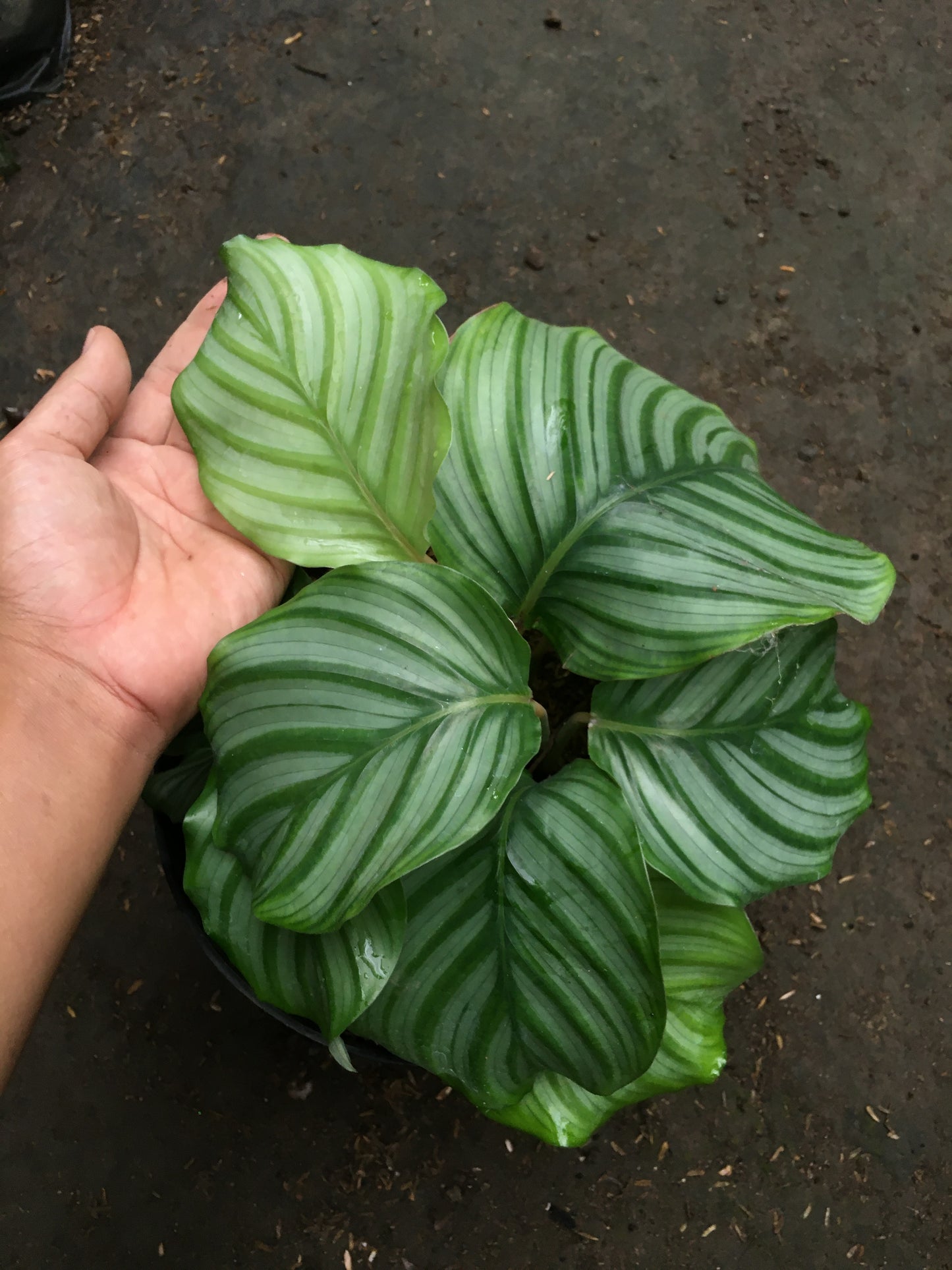 Calathea Orbifolia