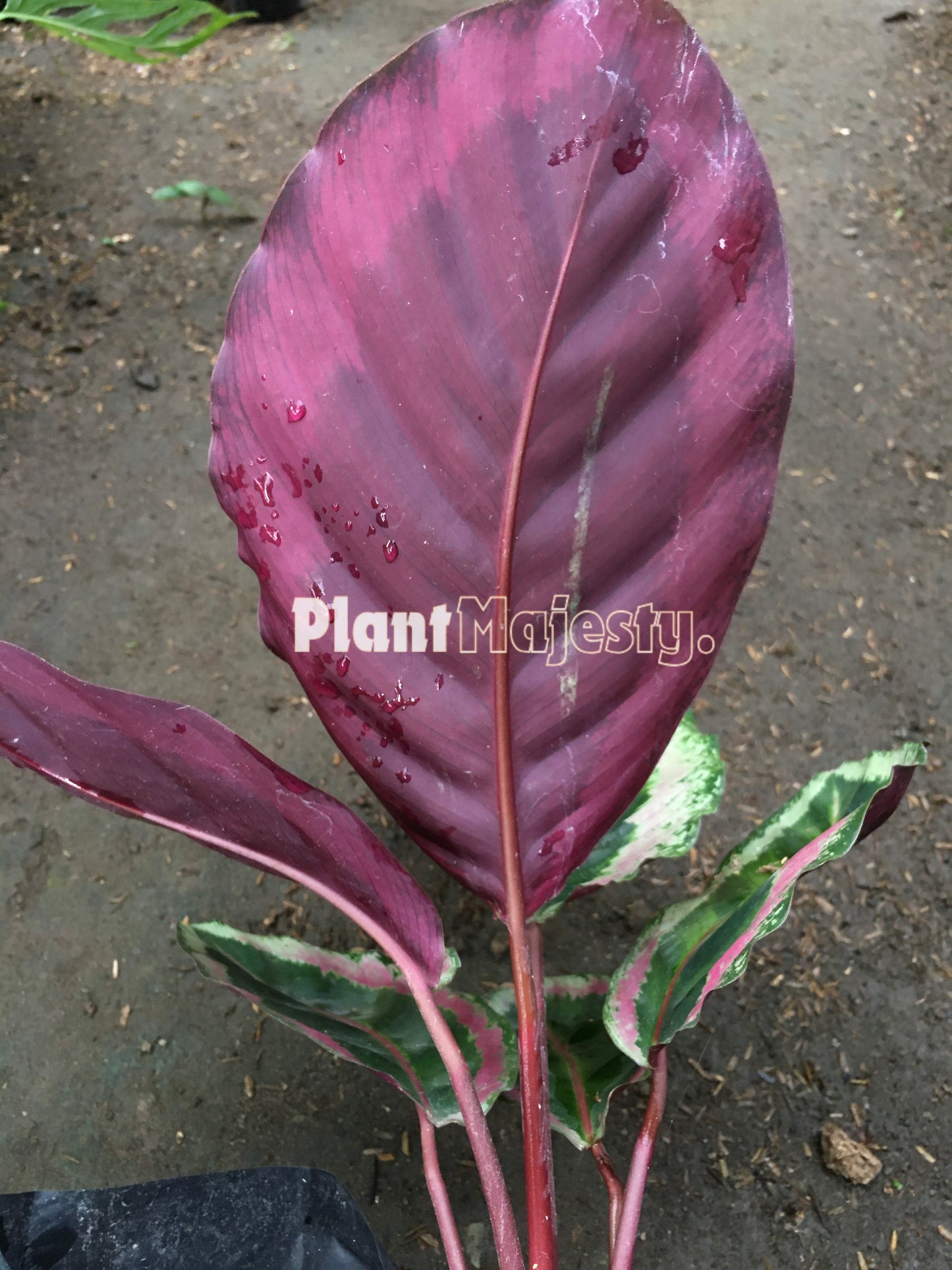 Calathea Angela