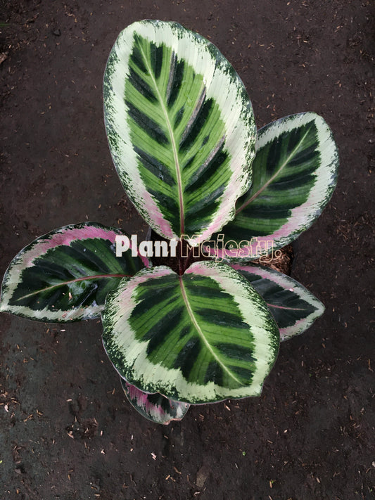 Calathea Angela