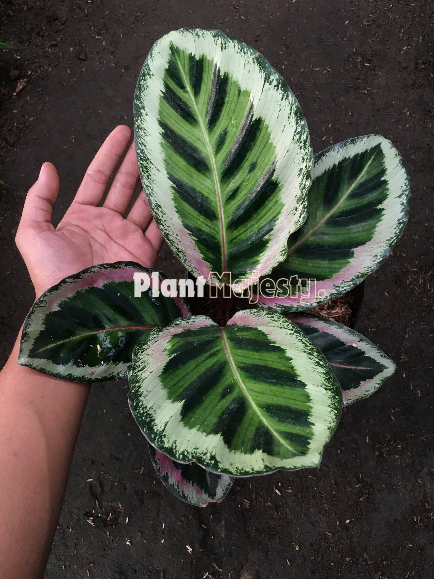 Calathea Angela