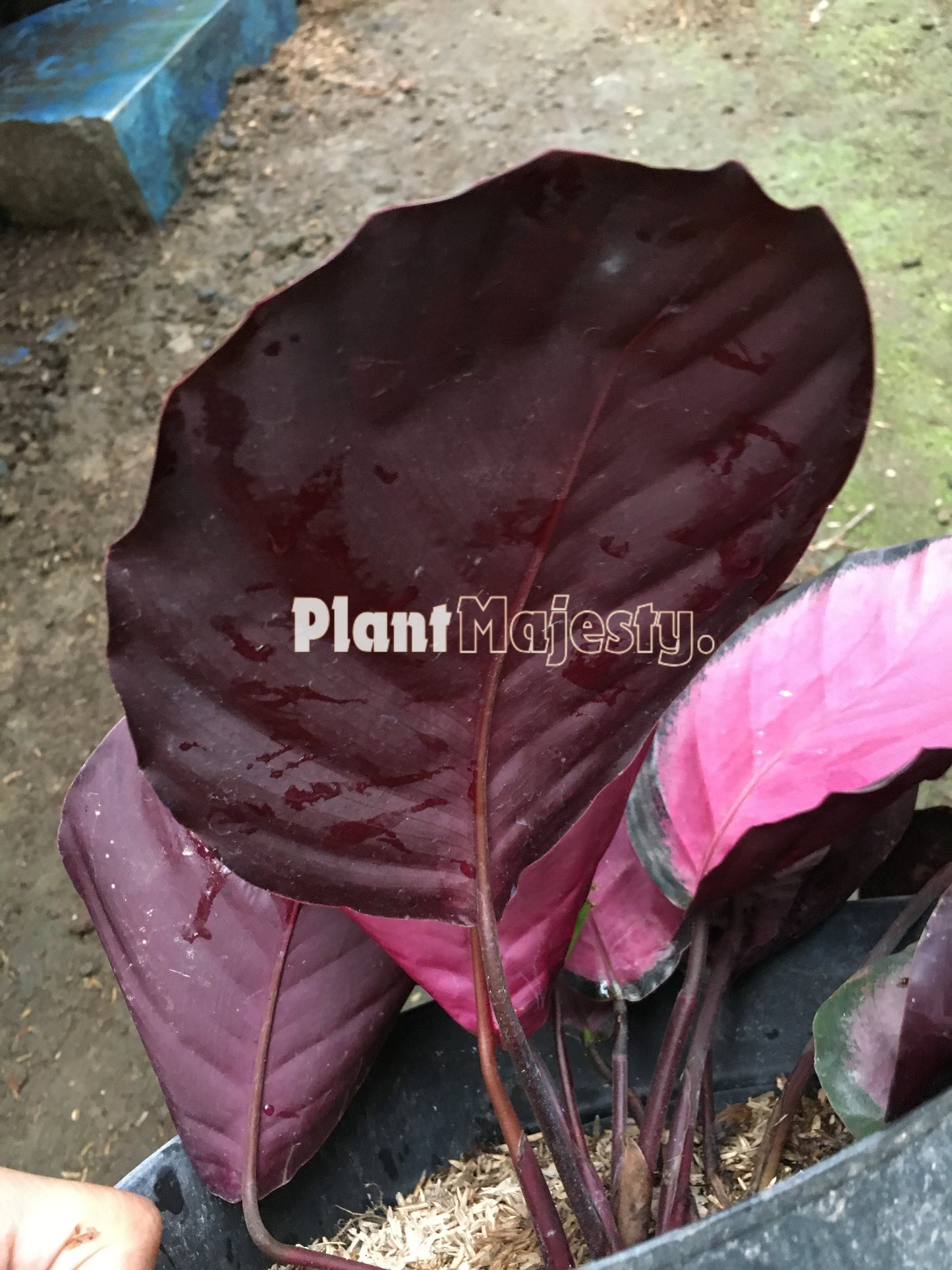 Calathea Crimson