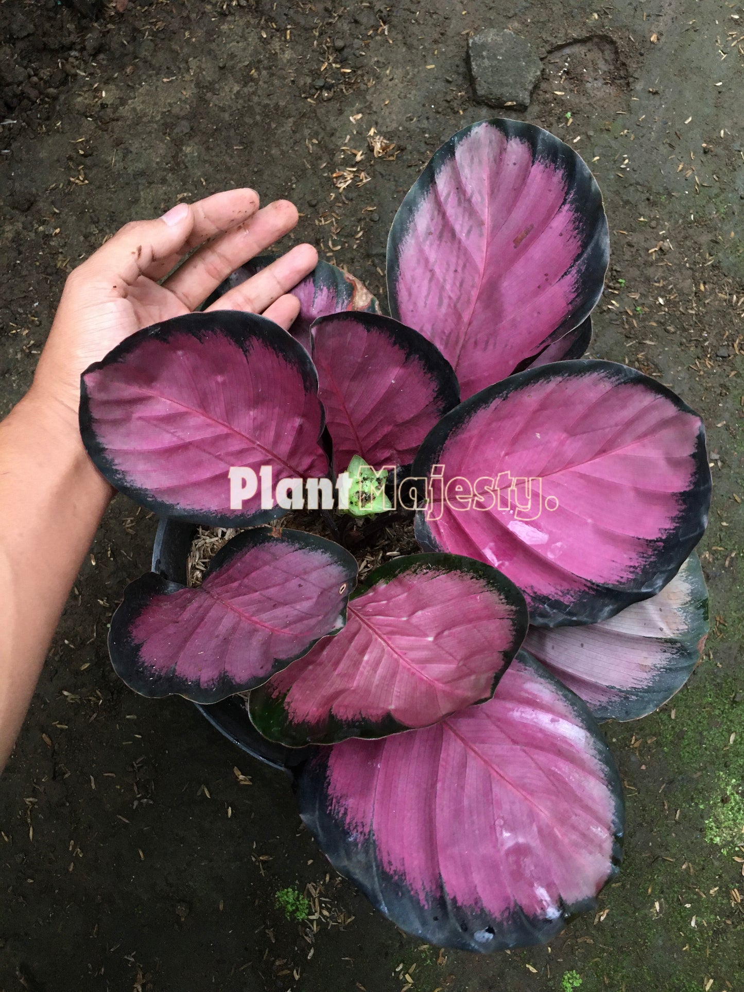 Calathea Crimson