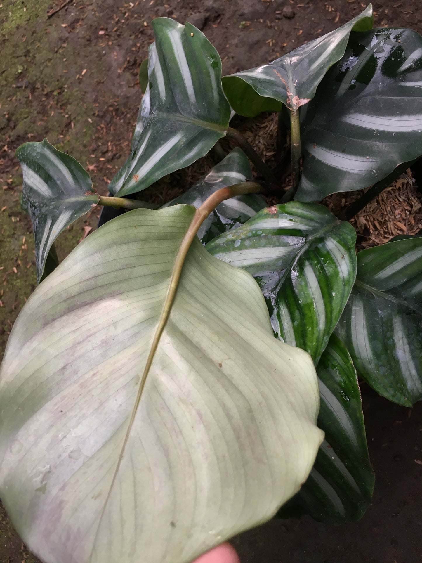 Calathea Fasciata