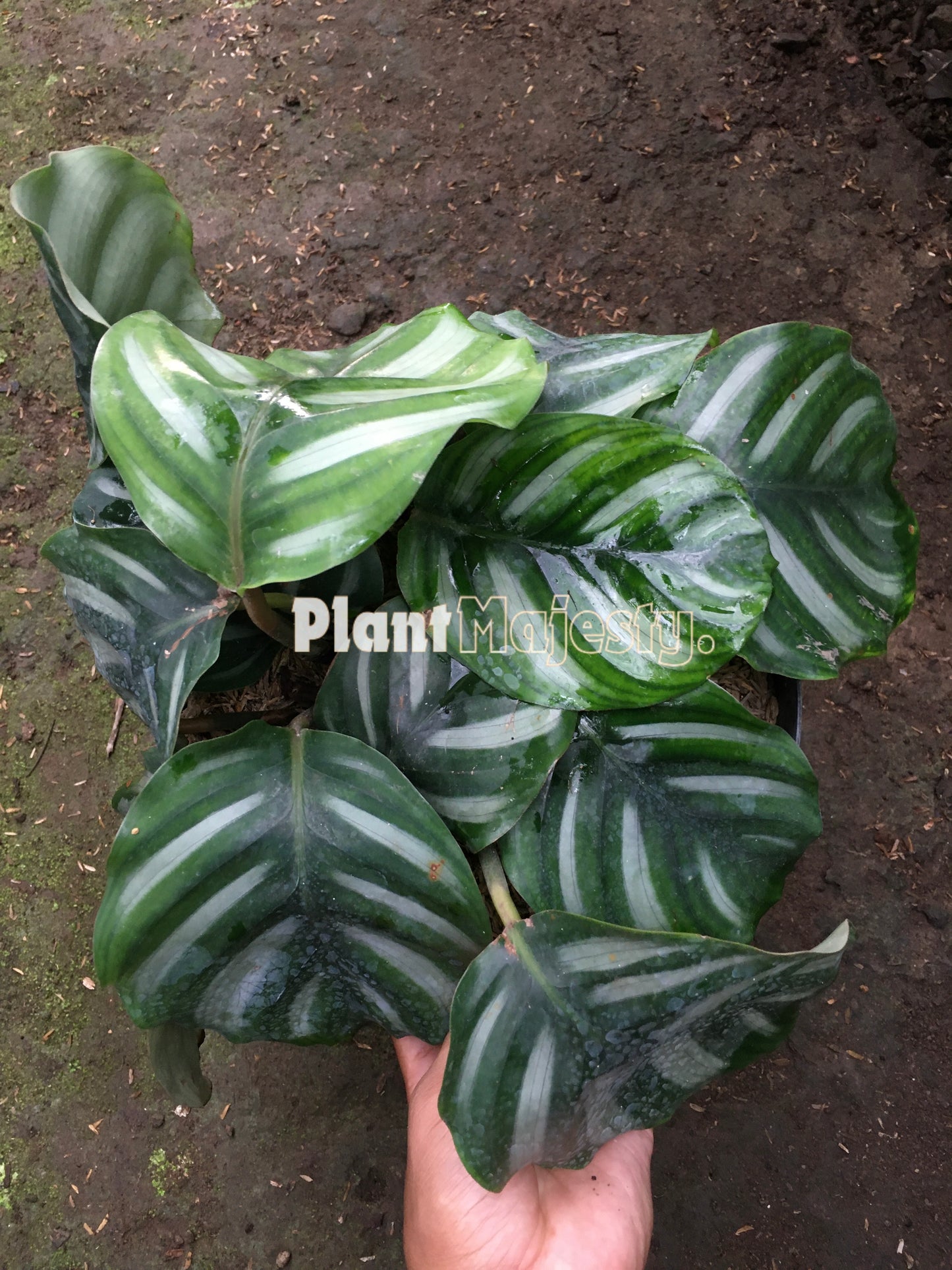 Calathea Fasciata