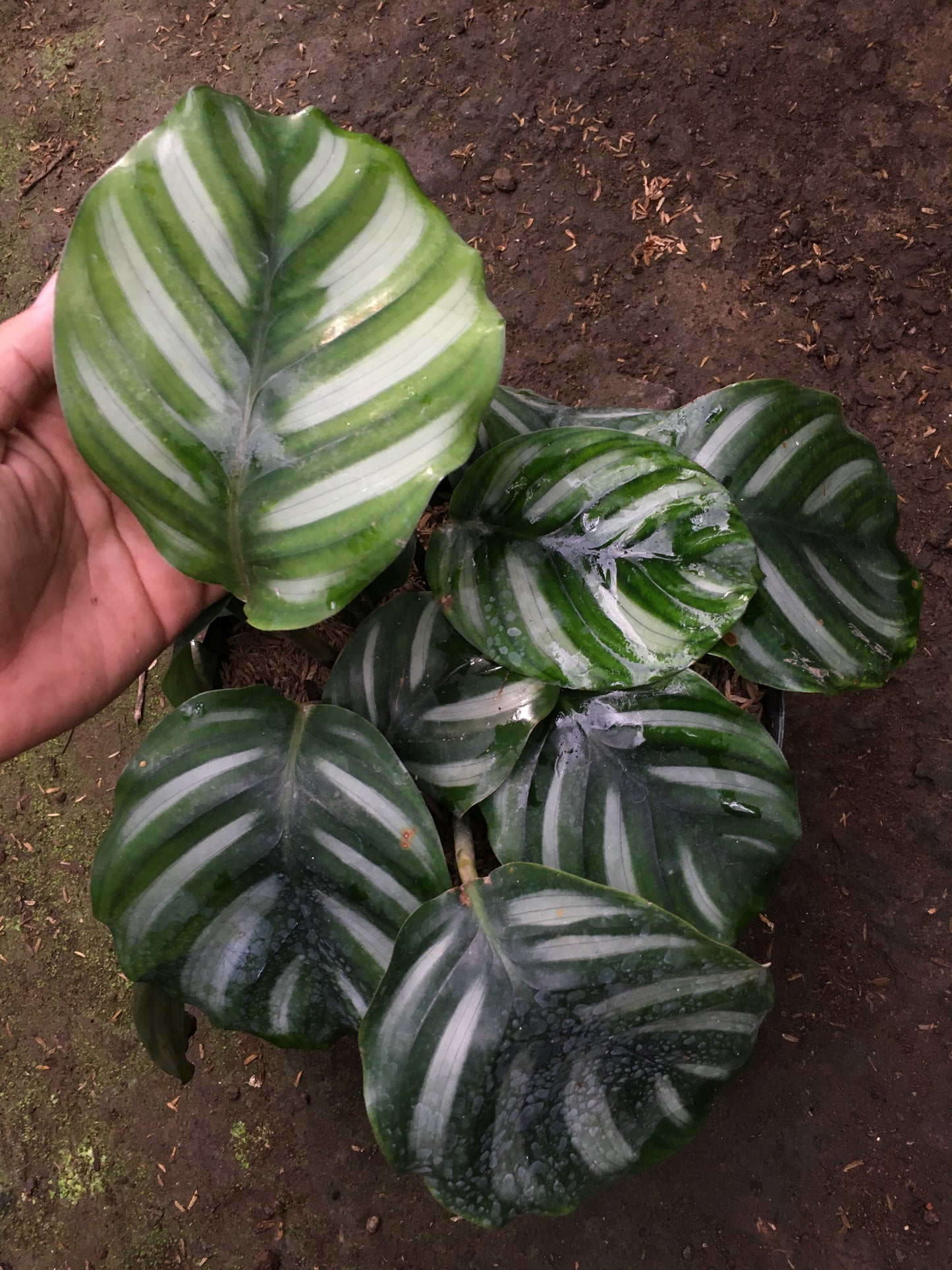 Calathea Fasciata