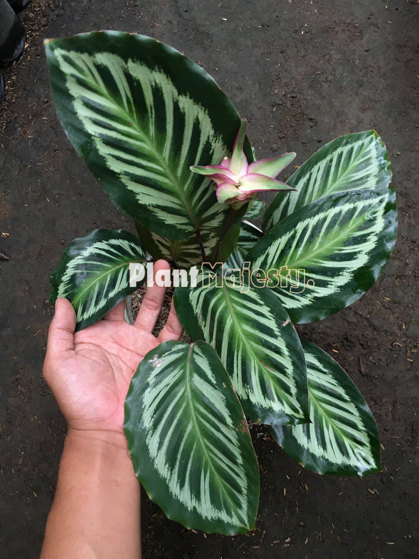 Calathea Flame Star Hybrid