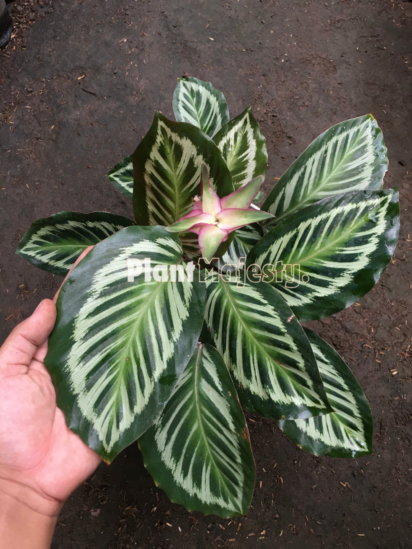 Calathea Flame Star Hybrid