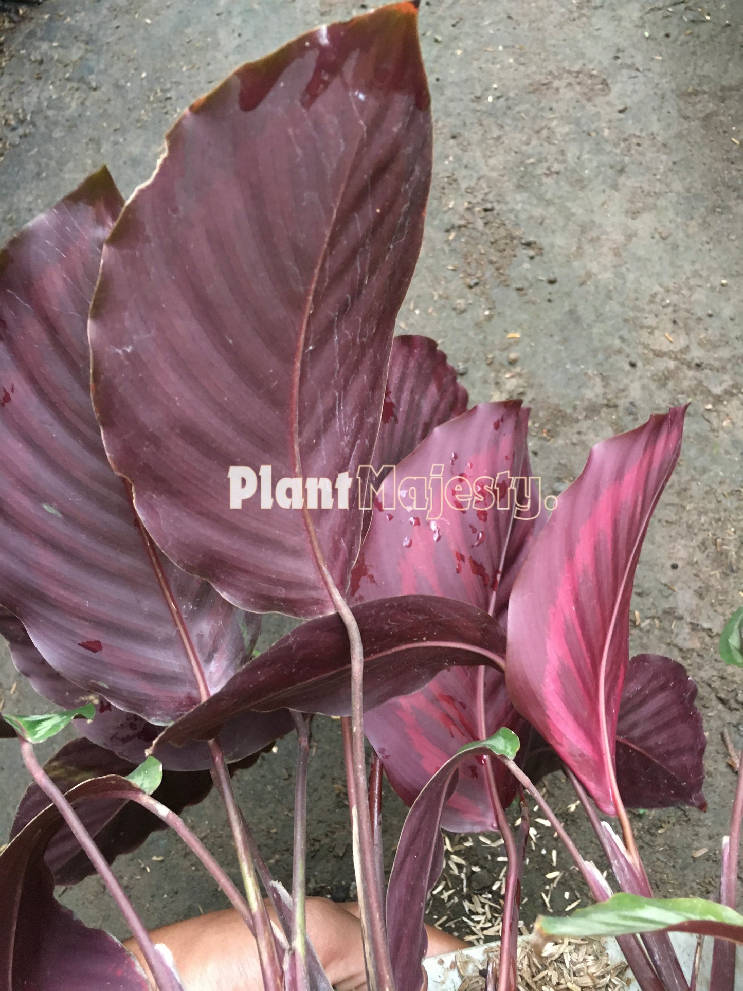 Calathea Flame Star Hybrid