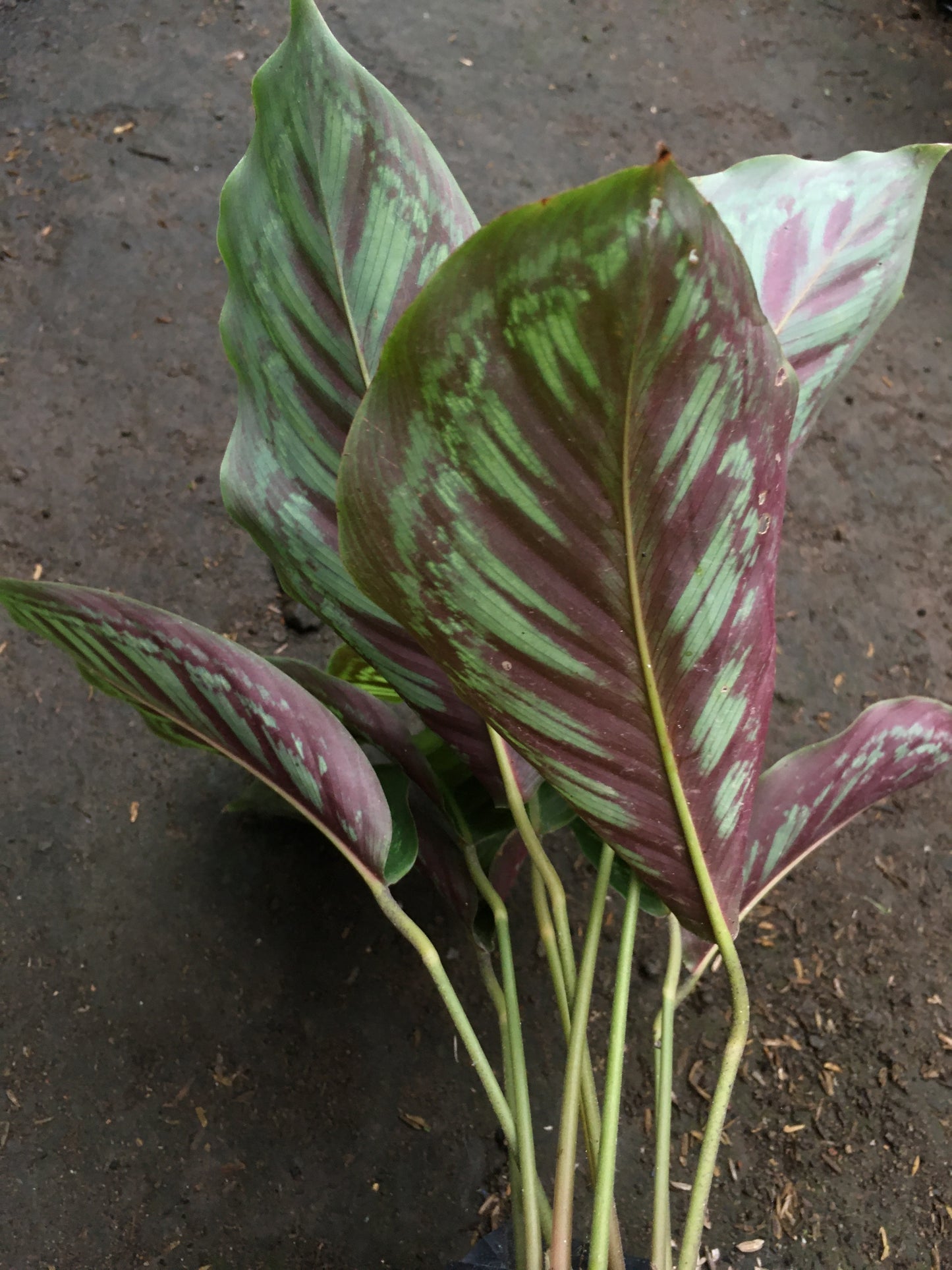 Calathea Flammenstern