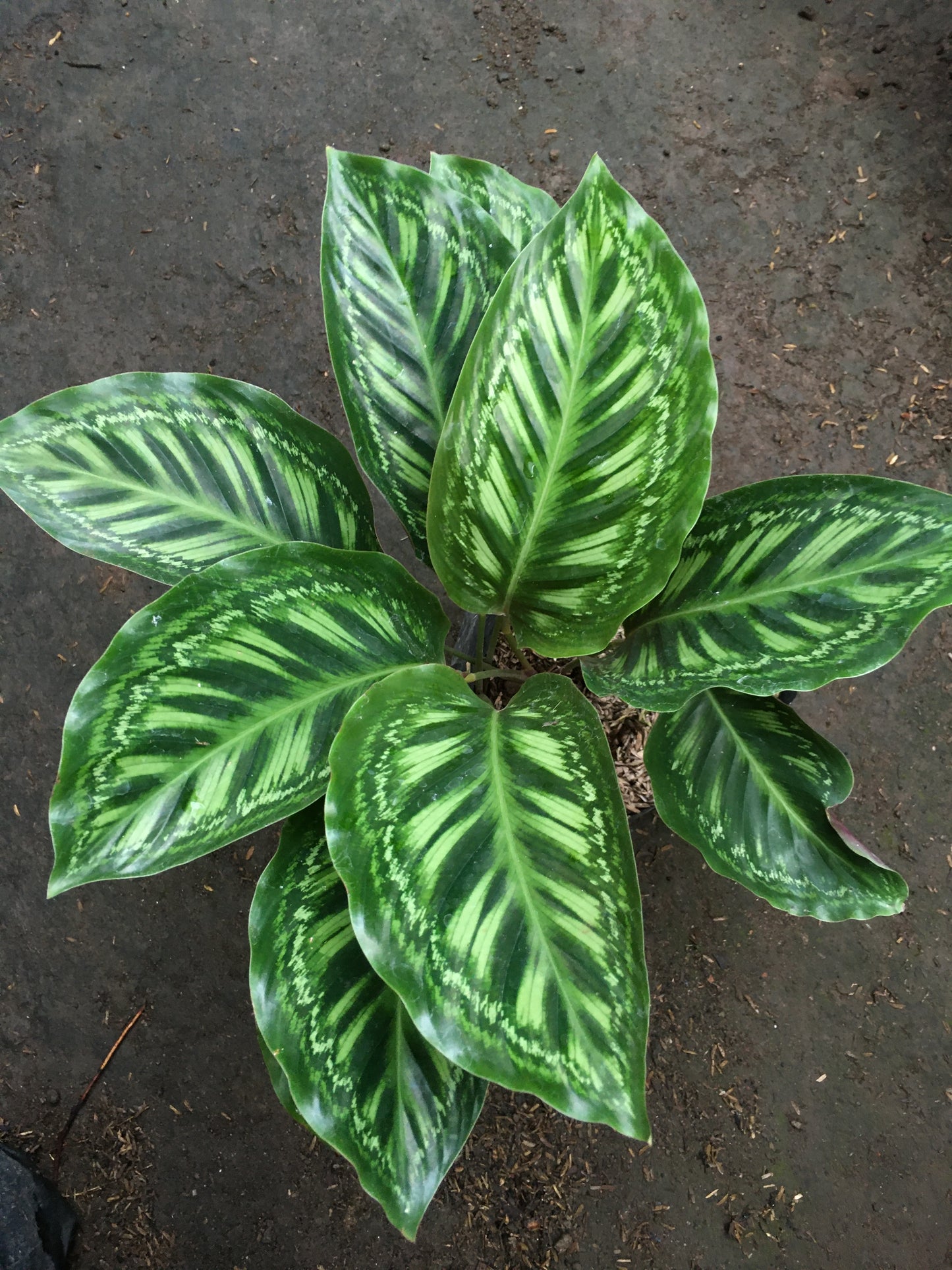 Calathea Flammenstern