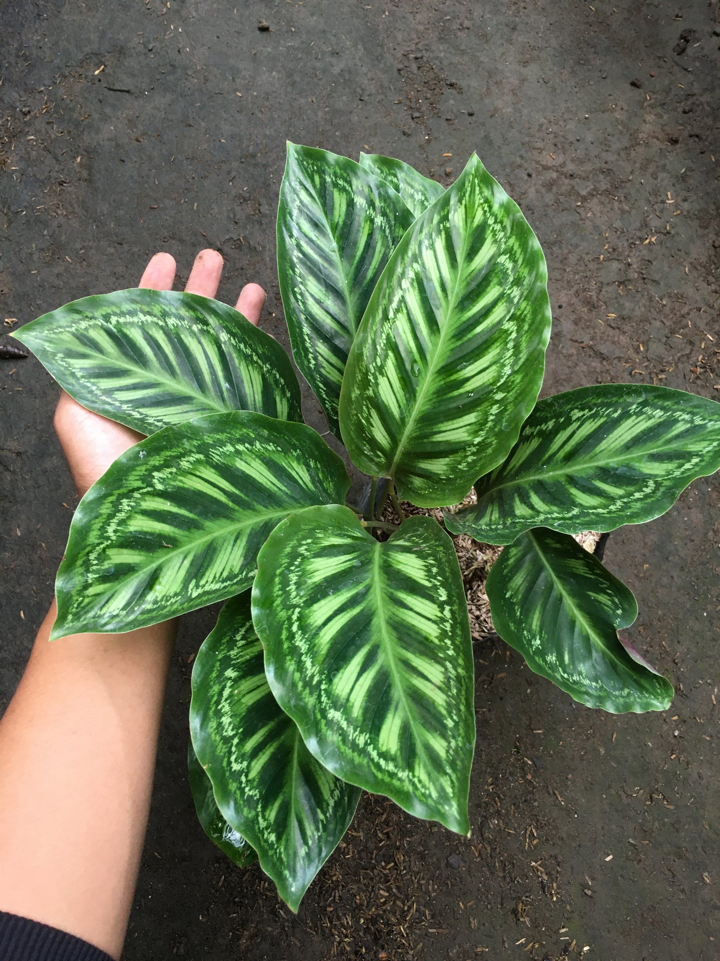 Calathea Flammenstern