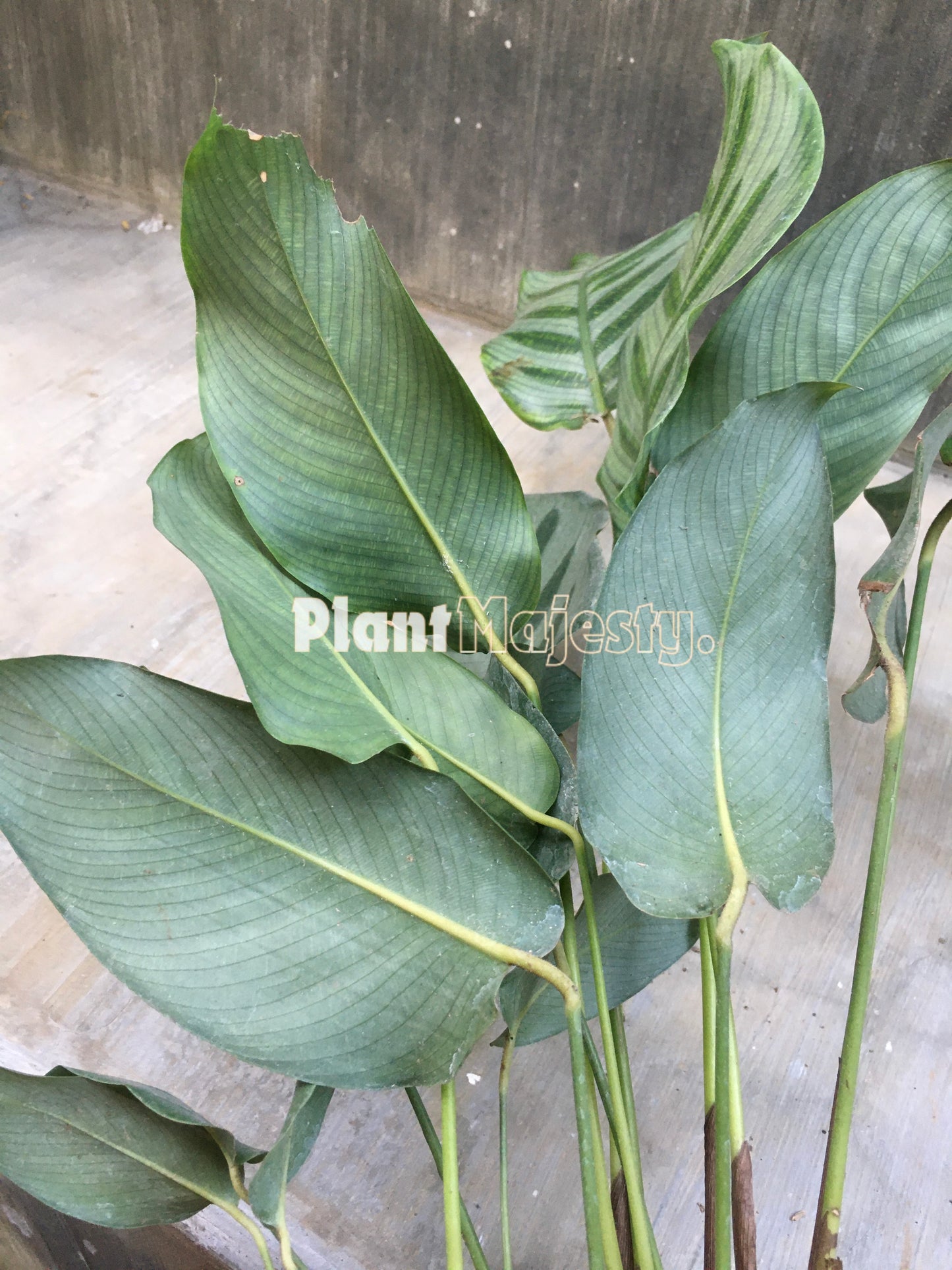 Calathea Goeppertia Concinna