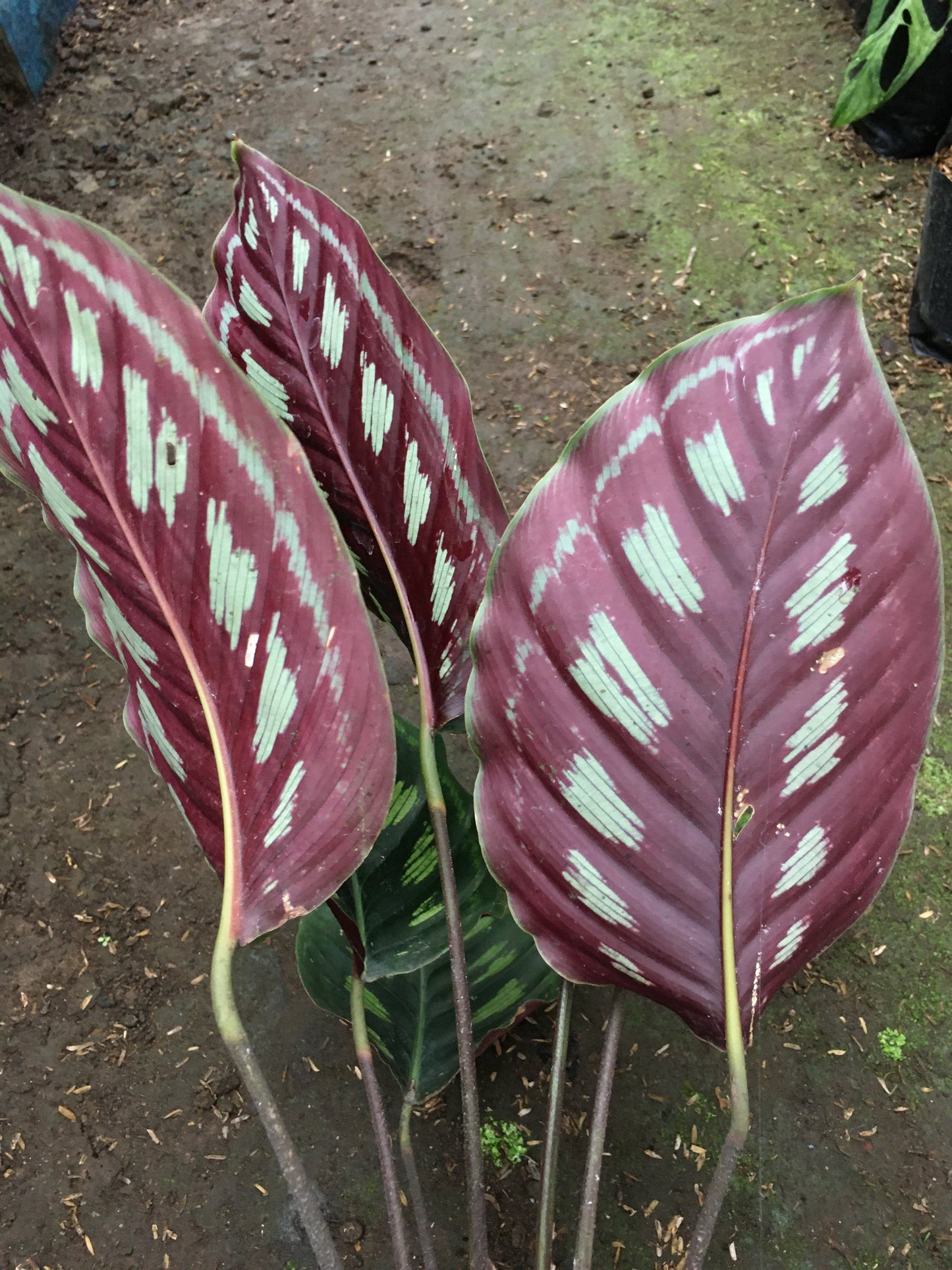 Calathea Libyana