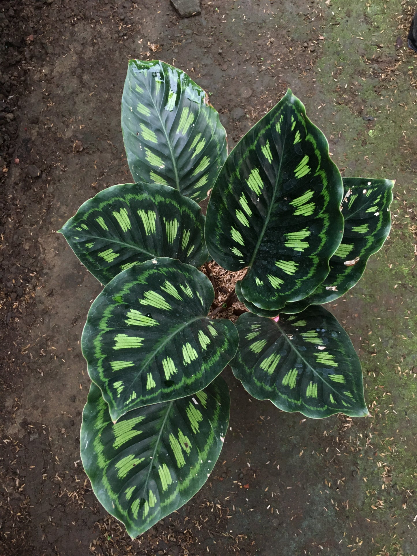 Calathea Libyana